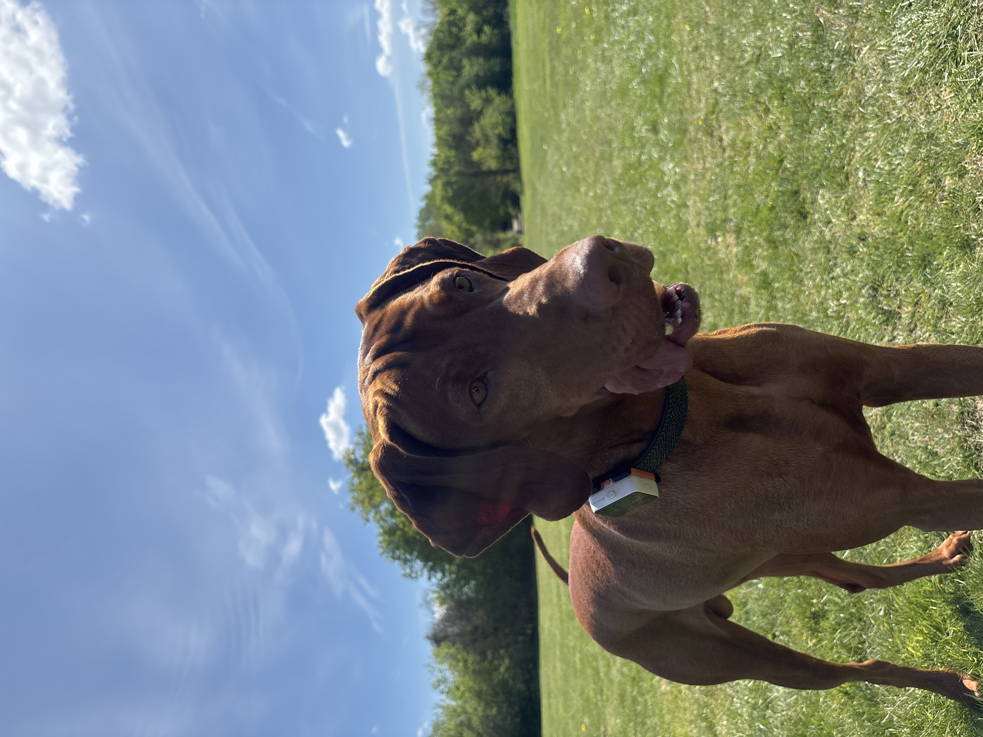 The image shows a brown Vizsla dog with its tongue out, standing on green grass under a bright blue sky with scattered clouds. A wooded area is visible in the background. The dog wears a dark green collar with a white rectangular device attached. The photo seems to be taken in an outdoor setting on a sunny day, likely a park or field. It is not possible to confirm the location as Broxbourne, United Kingdom from the image alone.