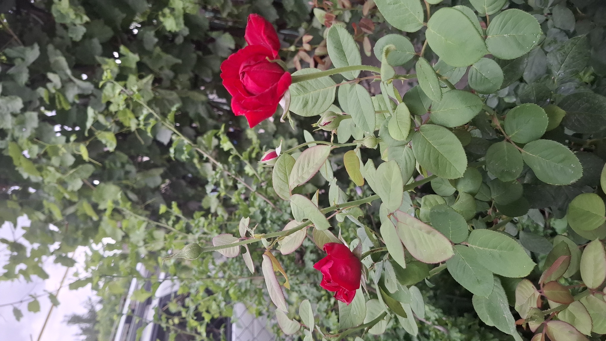 A vertical, eye-level shot captures a rose bush with several red roses and buds in bloom. The roses are a deep crimson, with velvety petals unfurling. Green leaves and thorny stems fill the frame, suggesting a natural garden setting. In the background, lush green foliage forms a dense wall, with a glimpse of a light-colored fence or structure and a bright, overcast sky peeking through the leaves. The image appears to be taken outdoors, likely in a residential garden in Шұбарсу, Kazakhstan, given the presence of common garden plants and elements.