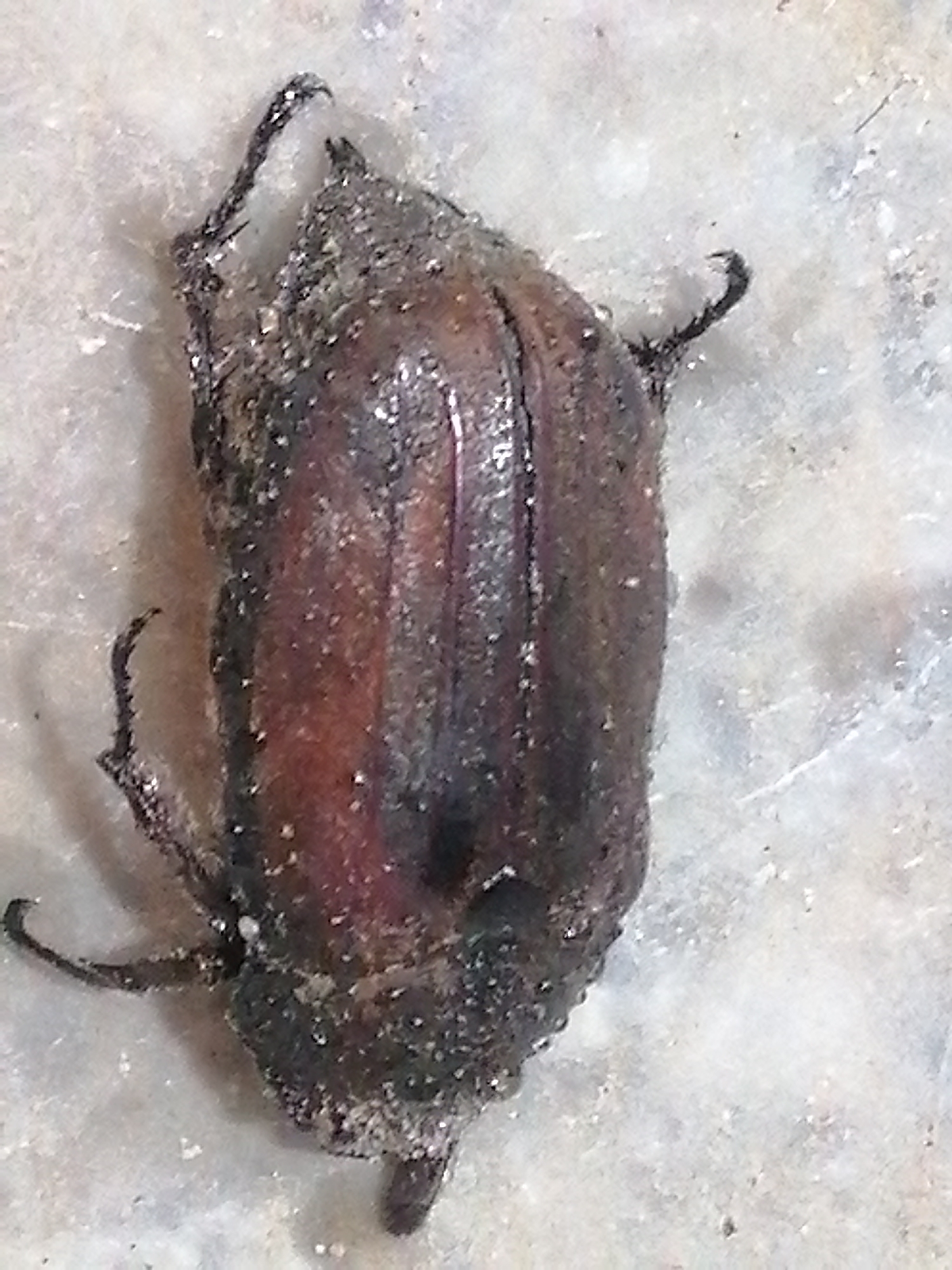A medium close-up shot shows a brown beetle on a light-colored, possibly marble or concrete, surface. The beetle is covered in small granules that resemble sand or dust. The beetle's carapace shows two faint ridges that run along its length. Three pairs of legs are visible on either side of the beetle. Sa Pa Ward, Vietnam cannot be determined from provided information.