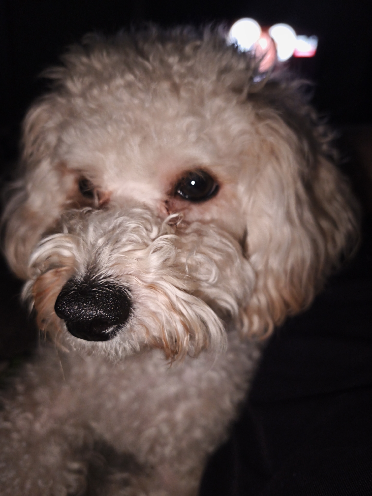 Close-up portrait of a small, white poodle-type dog with curly fur, dark eyes, and a black nose. The background is dark and out of focus, with some indistinct bright lights visible in the upper portion of the image. The scene appears to be indoors and dimly lit. There is no indication of the location being Chaikovsky, Russia.