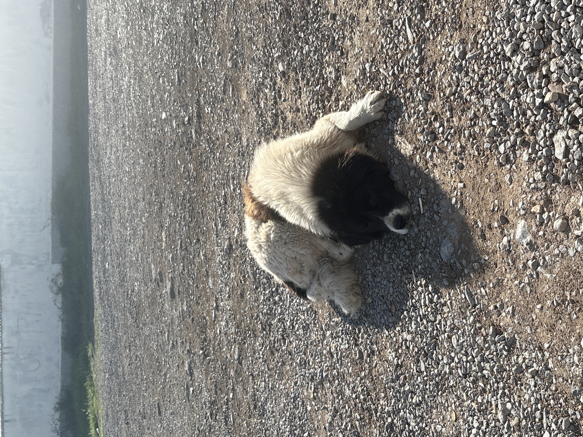 A medium-sized dog with white and dark fur is lying on a gravel surface. The gravel is grey-brown. To the left of the gravel is a grey wall with greenery in front of it. The location is in the city of Unknown, Unknown.