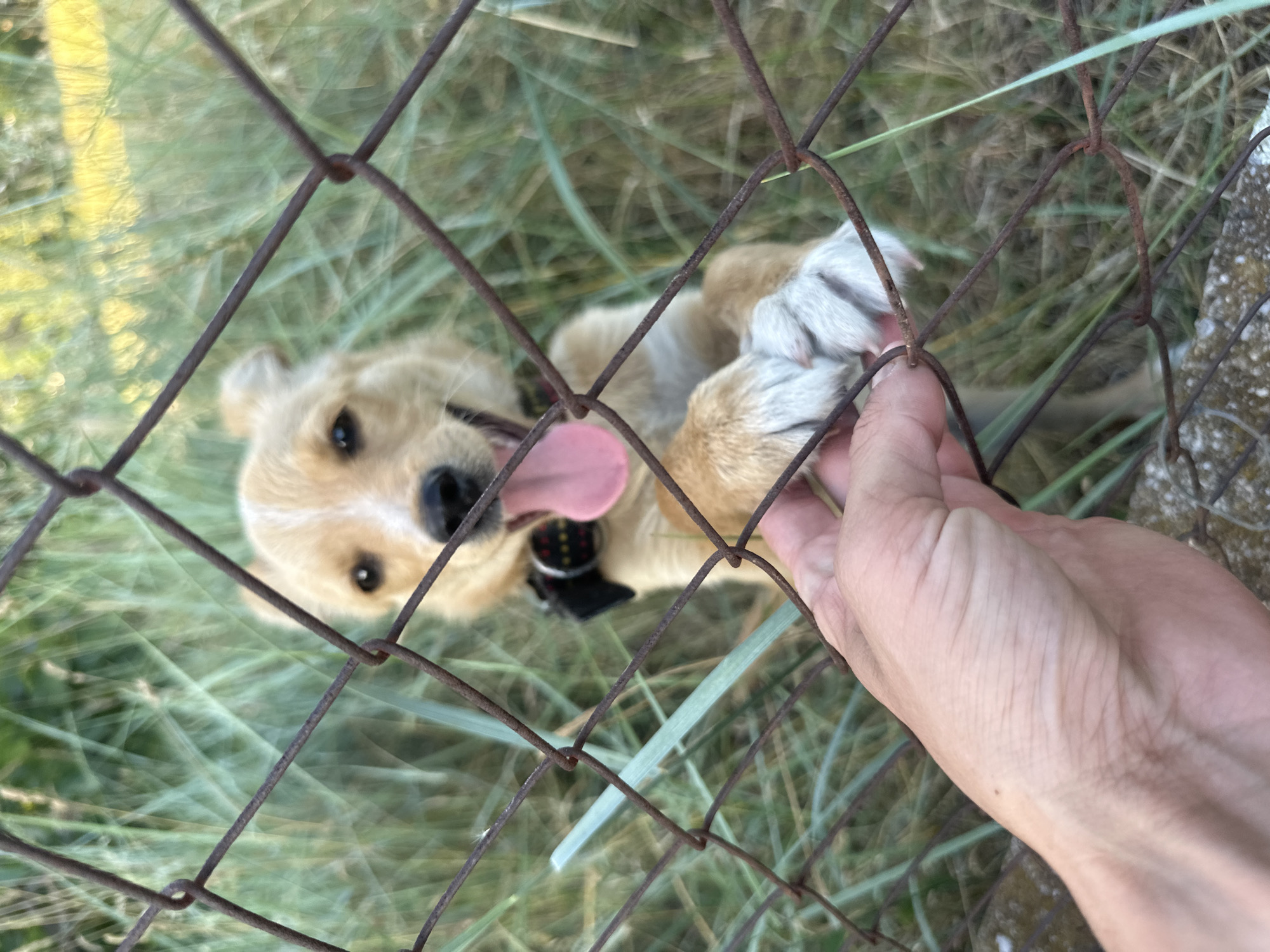 A young, light-colored dog with black and red polka dot collar is reaching its front paws through a rusty wire fence towards a human hand. The dog's tongue is out, and it appears to be panting or excited. The background consists of blurred green foliage, suggesting an outdoor environment. The scene is set in Mojanovići, Montenegro.