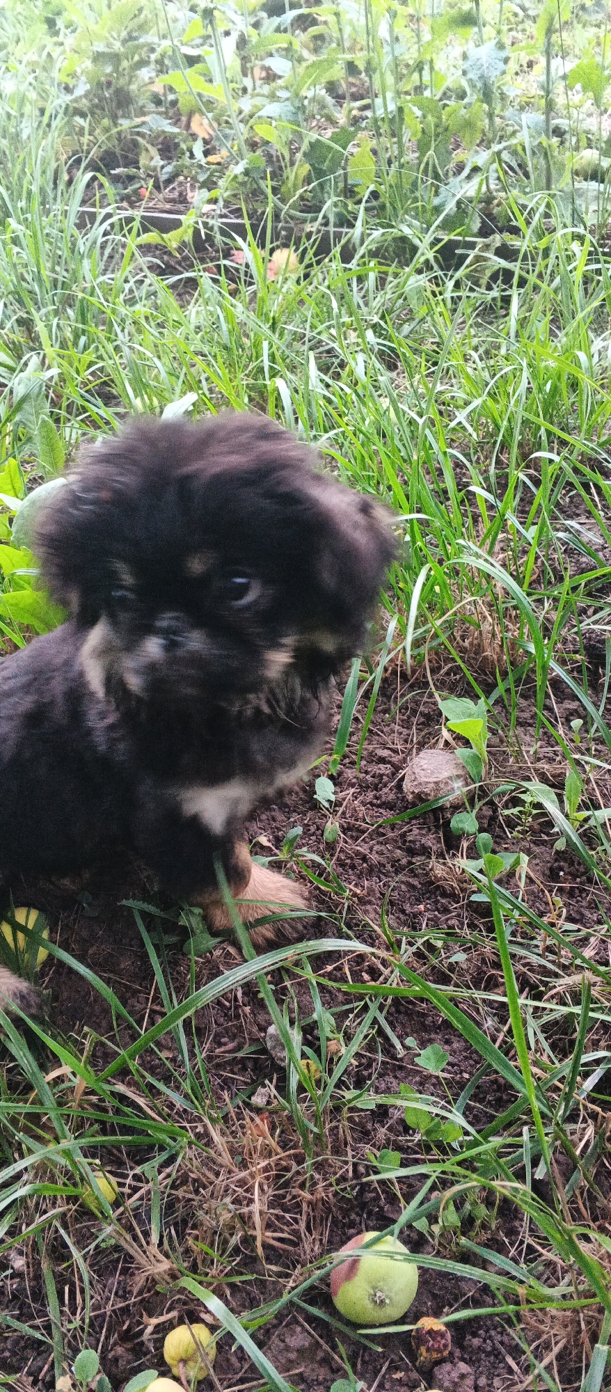 A small, fluffy black and tan puppy is sitting on the ground amidst green grass and brown dirt. Several small, yellowish-green apples are scattered on the ground around the puppy. The background is out of focus, showing more greenery and vegetation. The scene appears to be outdoors, possibly in a garden or a yard in Podgornoye, Russia.
