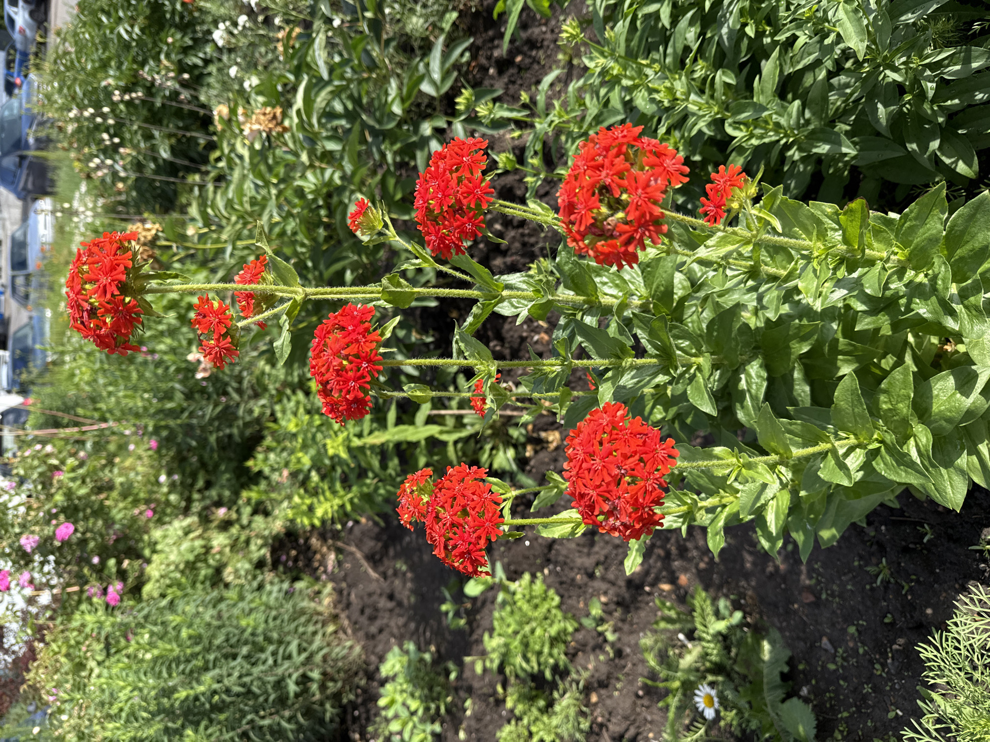In an outdoor garden bed, several red flowers bloom on tall, green stems. The flowers are clustered in round or dome-shaped arrangements at the top of the stems, with smaller clusters appearing lower down. The stems are thick and covered in fine hairs. The surrounding environment is lush with green foliage, including various plants and some darker soil. In the background, out of focus, are hints of a road with cars and other indistinct greenery and flowers. A single white daisy with a yellow center is visible in the lower left portion of the image, closer to the soil. The lighting suggests a sunny day.