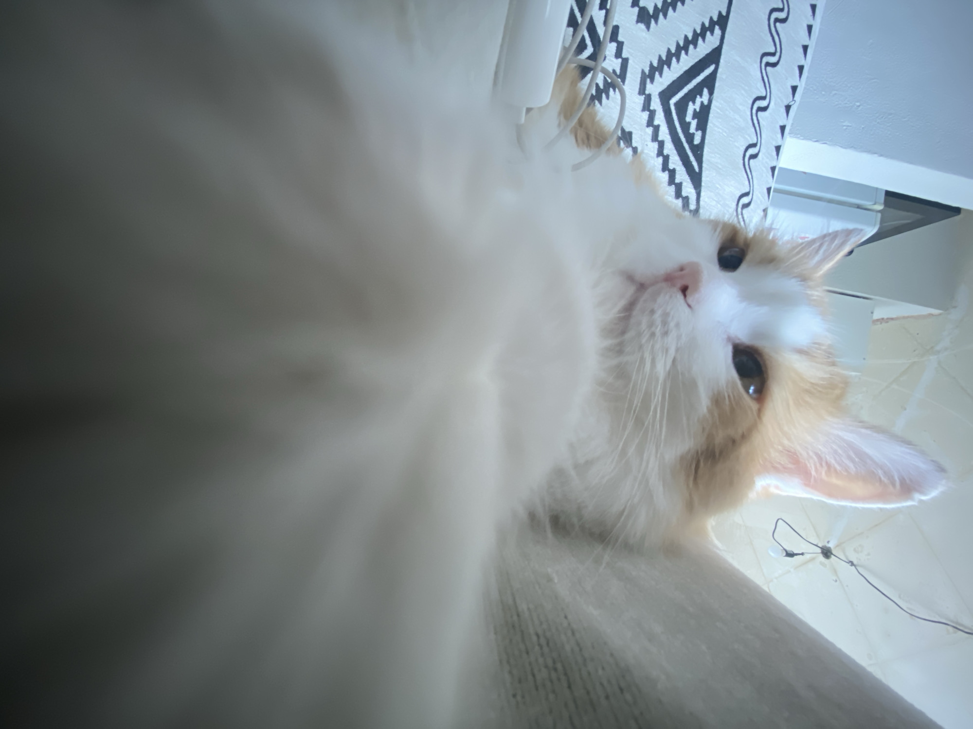 A close-up, tilted upward shot of a cat with primarily white and orange fur, with its face in focus. The cat is positioned above the camera, looking down. The background includes a black and white patterned rug, a white surface, and a wall. A thin wire with a small white object is visible in the lower right corner. The location is unknown and there is no evidence to support Zheleznogorsk, Russia being the location.