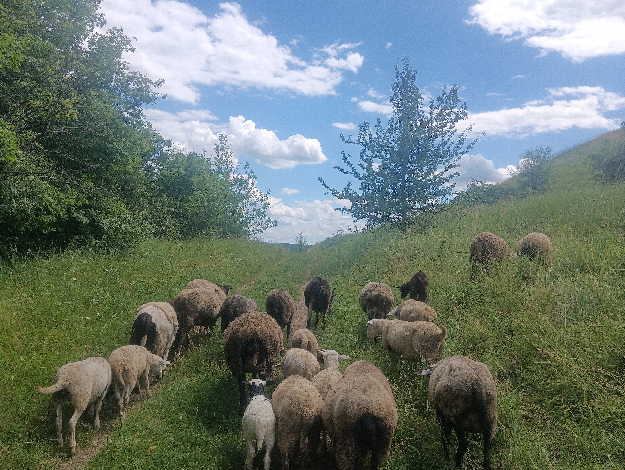 A flock of sheep walks along a dirt path through a grassy field. The sheep are of various sizes and colors, with some appearing to be lambs. The field is surrounded by trees and a hill. The sky is blue with white clouds. The image is taken from a low angle, looking up at the sheep and the sky.