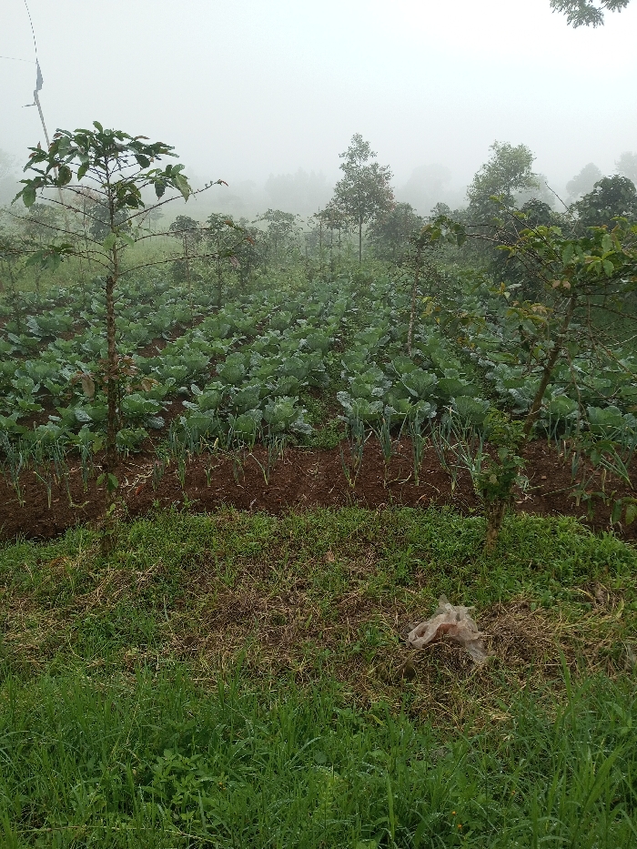 A misty field showcases rows of cabbages and onions on raised brown earth. Young trees stand scattered throughout the farm, while taller trees fade into the foggy backdrop. The foreground is lush green grass with patches of dry brown grass. A discarded plastic bag lies amongst the grass, adding a touch of human presence to the natural scene.