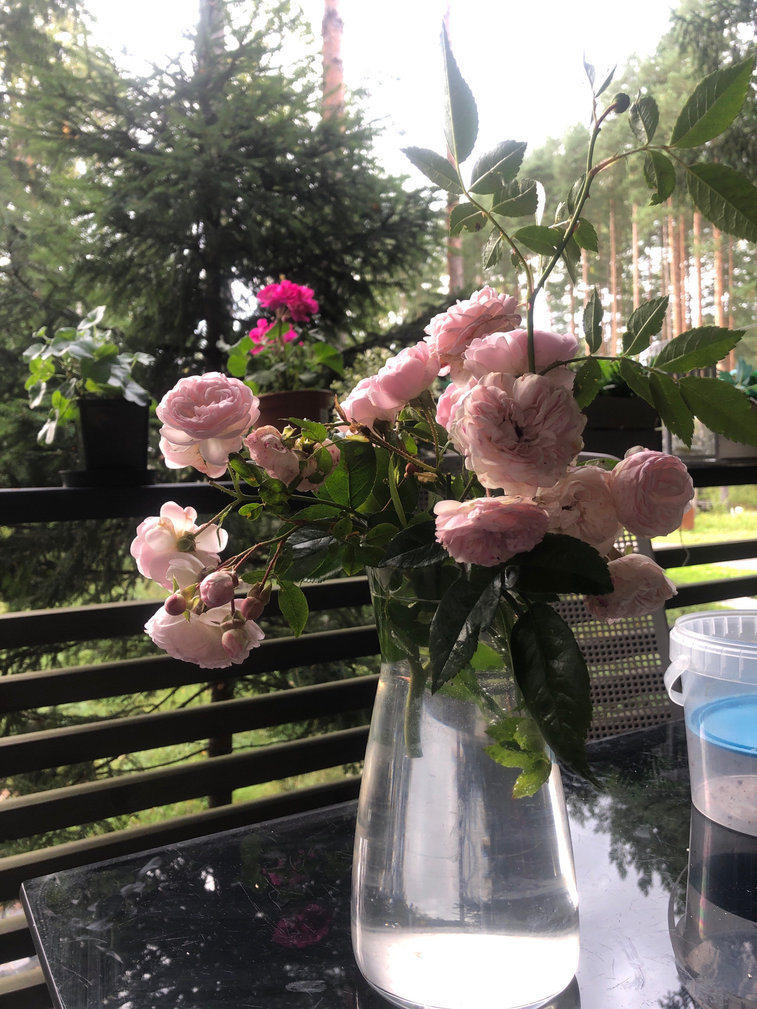 A close-up shot captures a bouquet of pale pink roses in a clear glass vase, placed on a reflective dark table. The roses, some fully bloomed and others as buds, are the primary subject, with lush green leaves and thorny stems visible. In the background, a wooden railing runs horizontally, behind which a dense forest with tall trees and lighter foliage is visible under an overcast sky. The environment appears to be an outdoor setting, possibly a balcony or patio overlooking a wooded area. To the right of the vase, a clear plastic bucket with a blue lid is partially visible. The overall impression is one of natural beauty and tranquility. The city of Arfa, Russia, is not depicted in this image, as it shows a natural, wooded setting without any urban structures.