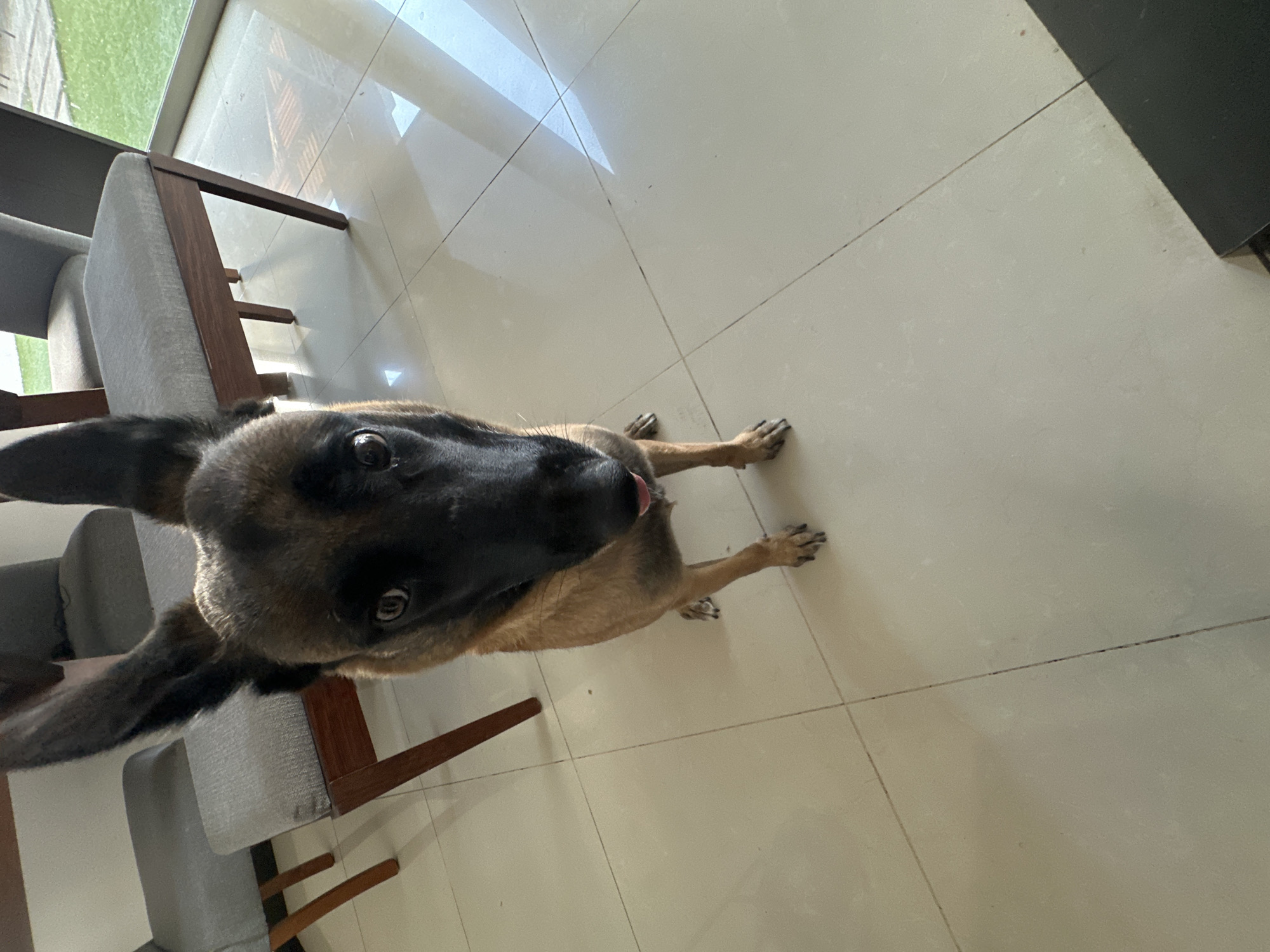 An overhead shot captures a medium-sized dog, likely a Belgian Malinois, sitting on a light-colored tiled floor indoors. The dog, with its dark muzzle, alert dark eyes, and tan-brown fur, is looking directly upwards at the viewer, with its tongue slightly extended. Behind the dog and to its left, parts of two modern chairs with light gray upholstery and dark wooden frames are visible. The floor tiles are off-white with dark grout lines that show some wear. Natural light streams in from a window or glass door in the upper left background, illuminating the scene and casting reflections on the glossy floor, where a glimpse of green grass outside can be seen. A dark, possibly furniture, object is partially visible in the upper right corner. The scene appears to take place during the daytime in San Bernardino Tlaxcalancingo, Mexico. There is no visible text.