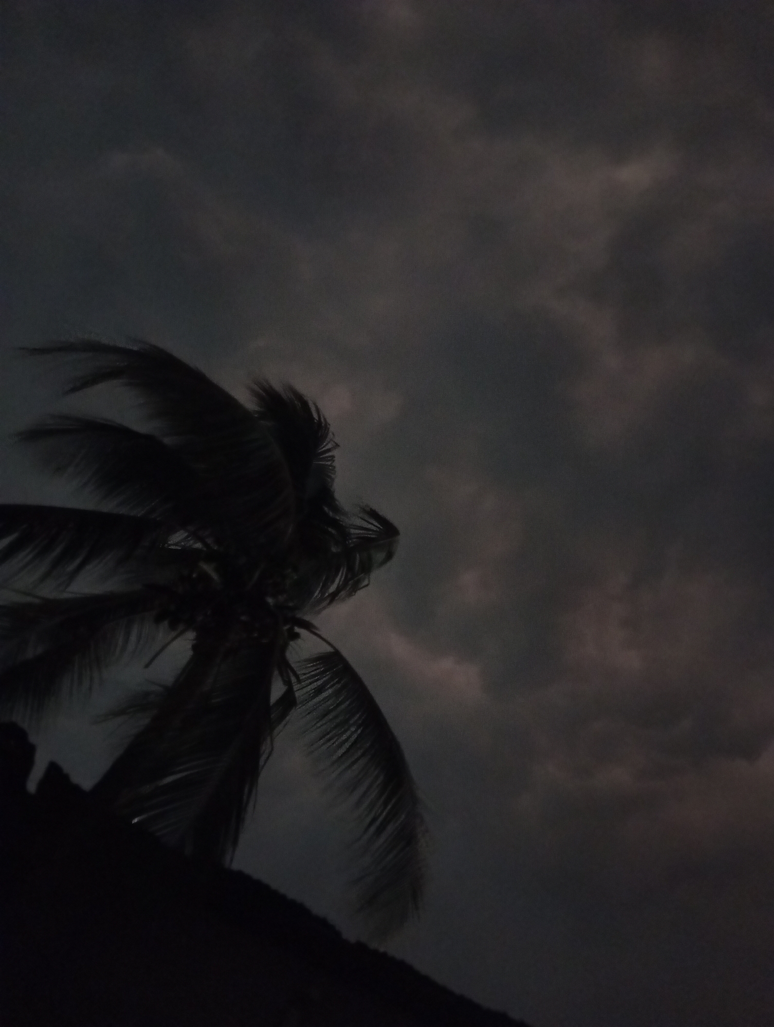 The image shows a palm tree silhouetted against a dark, cloudy sky. The palm tree's leaves are being blown by a strong wind. The foreground is dark and obscures details of the landscape. Assuming the location is Uyo, Nigeria, the image depicts a stormy tropical scene. No people are visible.