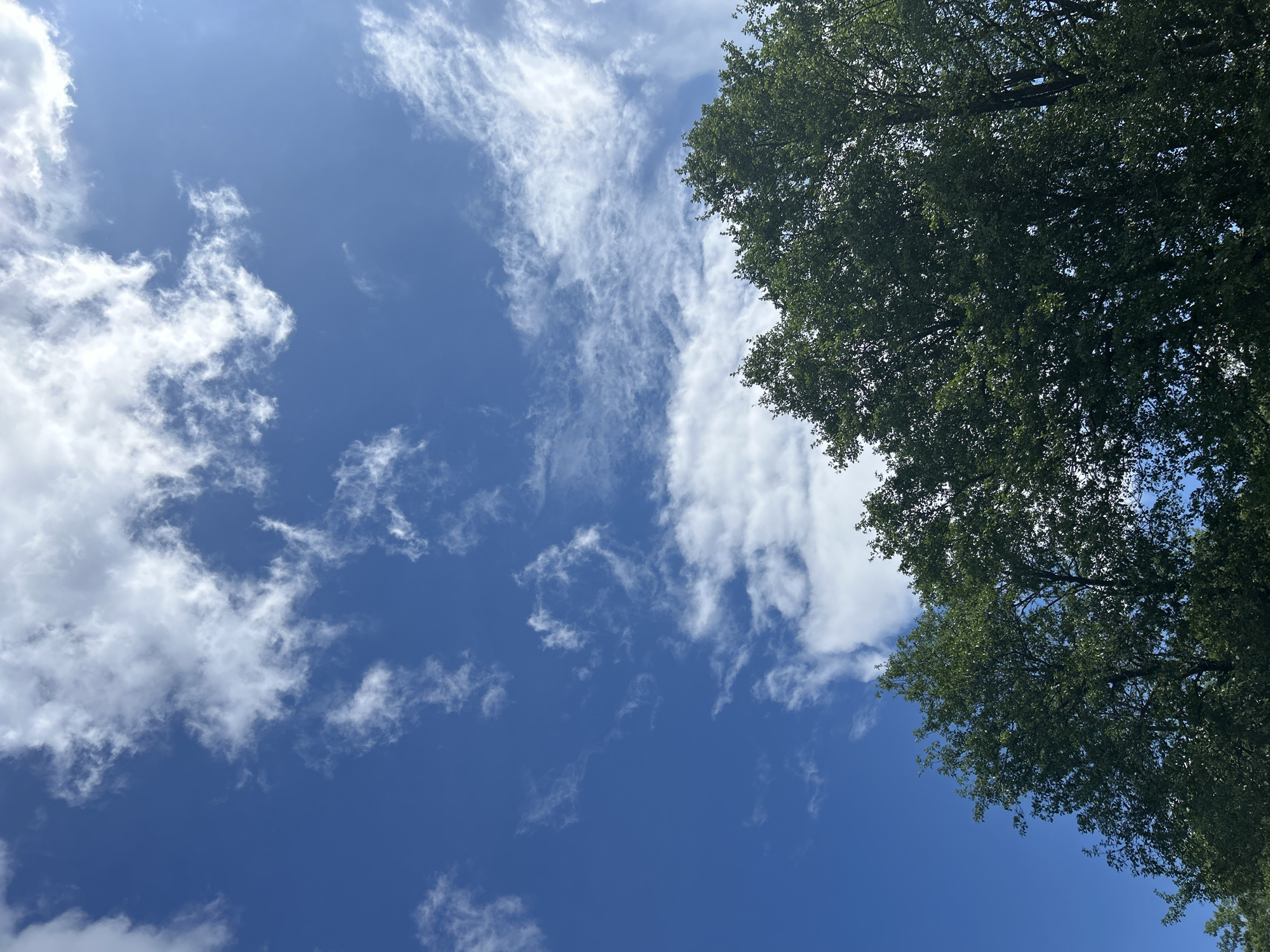 The image presents a view upwards towards a bright, clear, blue sky interspersed with scattered white clouds. The upper right portion of the frame is occupied by the foliage of a tree, the green leaves indicating healthy vegetation. The absence of any discernible urban or architectural features suggests the location is likely a park or green space. There is no immediate information to confirm the image’s location within the city of Noviy, Russia.