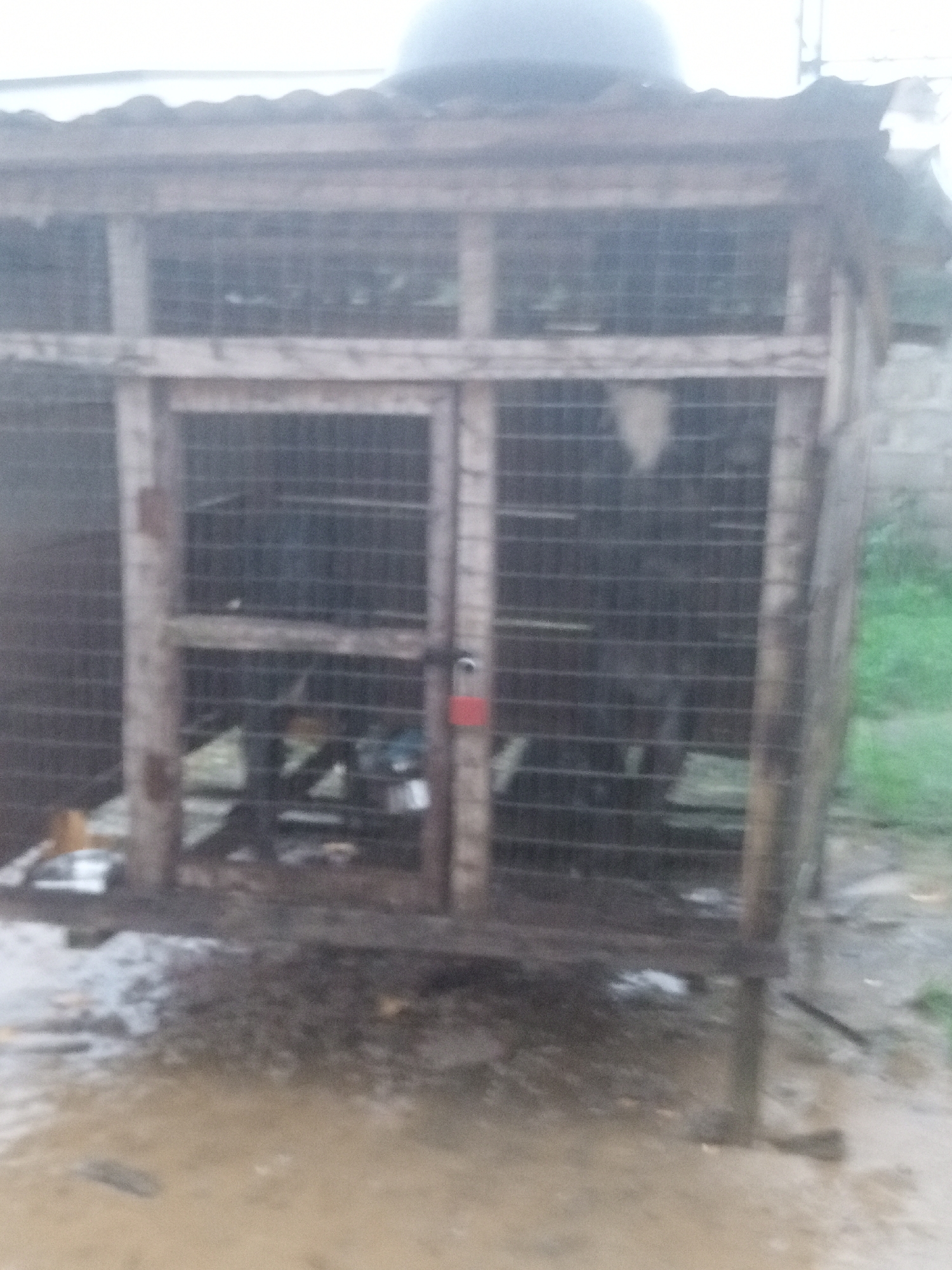 The image depicts a wooden enclosure with wire mesh, resembling a kennel or shelter, located outdoors in what appears to be a rural or semi-urban setting. The structure has a corrugated roof and a double-door entrance, secured by a red padlock. Inside the enclosure, various objects are visible, including bags, containers, and possibly animal feed. The ground surrounding the structure is muddy and appears wet, suggesting recent rainfall or damp conditions. The background shows some vegetation and hints of buildings, consistent with a location in Benikrukru, Nigeria. The overall scene conveys a sense of an improvised, functional structure for housing animals or storing items in an outdoor environment.