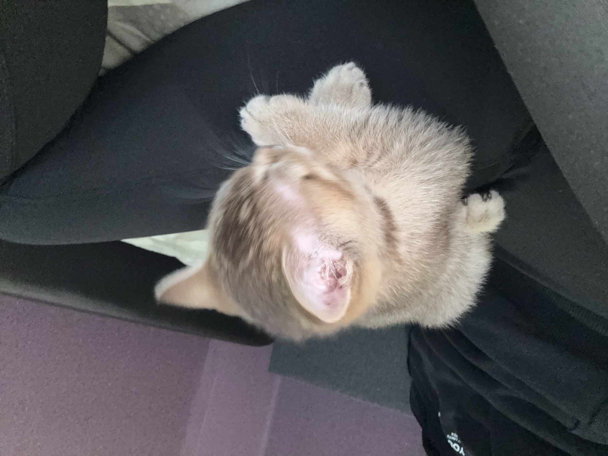 A light-colored kitten with soft, fawn or cream-colored fur is curled up and resting comfortably on a person's lap, which is covered in dark, possibly black, fabric. The kitten's head is turned away from the camera, revealing the back of its skull and its delicate, pink inner ear. Faint tabby markings are visible on its head and back, and its paws are tucked beneath its body, indicating a state of deep relaxation or sleep.
The immediate setting shows the dark fabric of the clothing, which appears to be leggings or sweatpants, providing a cozy resting spot for the kitten. In the background, to the left and bottom of the frame, a muted purple or lilac surface is visible, likely a wall or floor. To the right, a darker grey or black textured surface, possibly part of an armchair or sofa, frames the scene. The overall impression is one of peacefulness and comfort, with the kitten completely at ease.
Partial white text is discernible on the dark clothing, appearing upside down, which seems to spell out "YOU" and "LOVE", possibly part of a brand or design. The image captures an intimate moment of a pet napping indoors. The scene is set in Riga, Latvia.