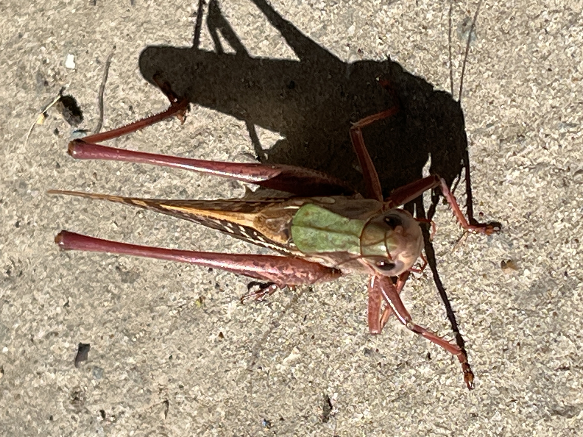 A close-up, overhead shot focuses on a reddish-brown grasshopper standing on a textured, light-colored concrete surface. The grasshopper is positioned facing the camera, with its long, spindly legs splayed out. Its body is a mixture of brown and green, with intricate brown and tan patterns on its wings and a distinct green patch on its thorax. The creature's large, dark eyes are visible, and it appears to be stationary. The concrete ground is speckled with small dark and light-colored debris. A prominent shadow of the grasshopper stretches diagonally across the concrete to the right, cast by an unseen light source. The overall scene is outdoors, with the concrete suggesting an urban or semi-urban environment. No people are present in the image.