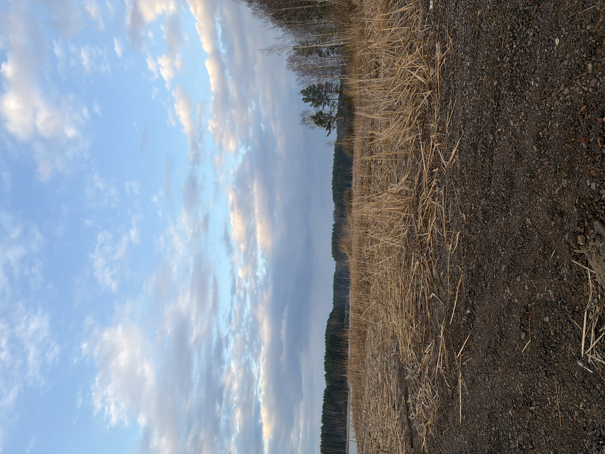 The image shows a landscape in Chaykovsky, Russia, taken from a low angle, possibly at ground level. The scene is divided vertically, with the left side showing a sky filled with pale blue and gray clouds. The right side depicts a shoreline, featuring dry, brown grass or reeds. The ground is dark, possibly gravel or dirt. A line of trees appears in the middle ground, with some birch trees interspersed with darker, denser evergreens. The image is oriented vertically.