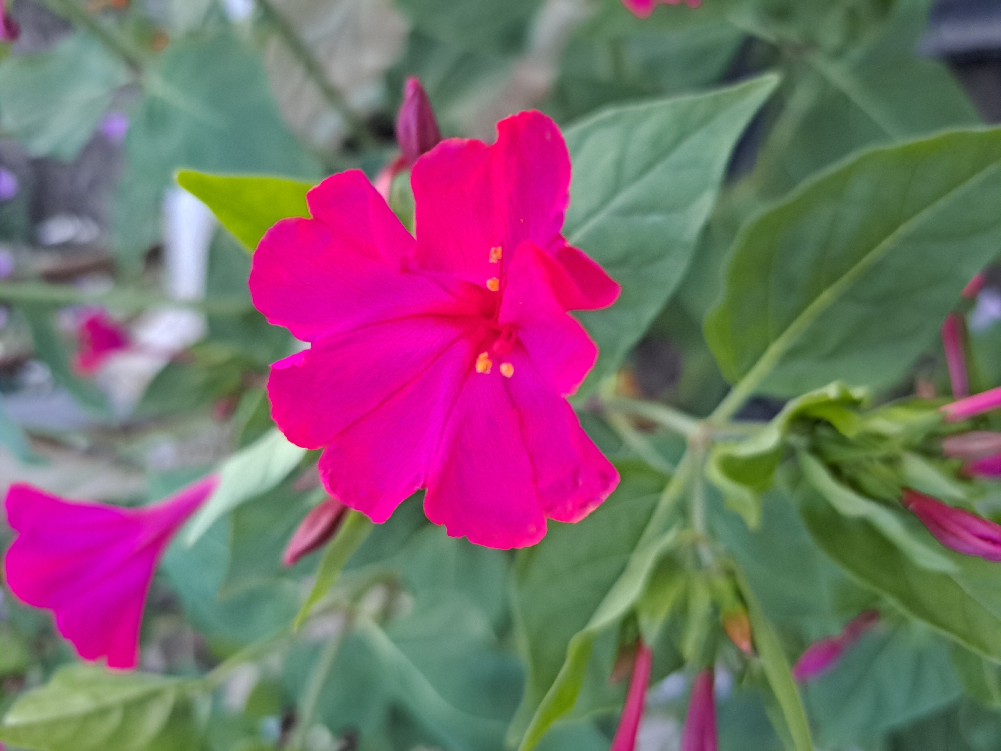 A close-up, vertical shot captures a vibrant pink four o'clock flower in bloom, its petals delicately unfurling. The flower is positioned centrally, dominating the frame, with its bright yellow stamens visible. Surrounding the bloom are lush green leaves and several closed, pink buds, hinting at future blossoms. The background is softly blurred, showcasing more greenery and a hint of a fence or structure, suggesting an outdoor garden setting in Vypasne, Ukraine.
