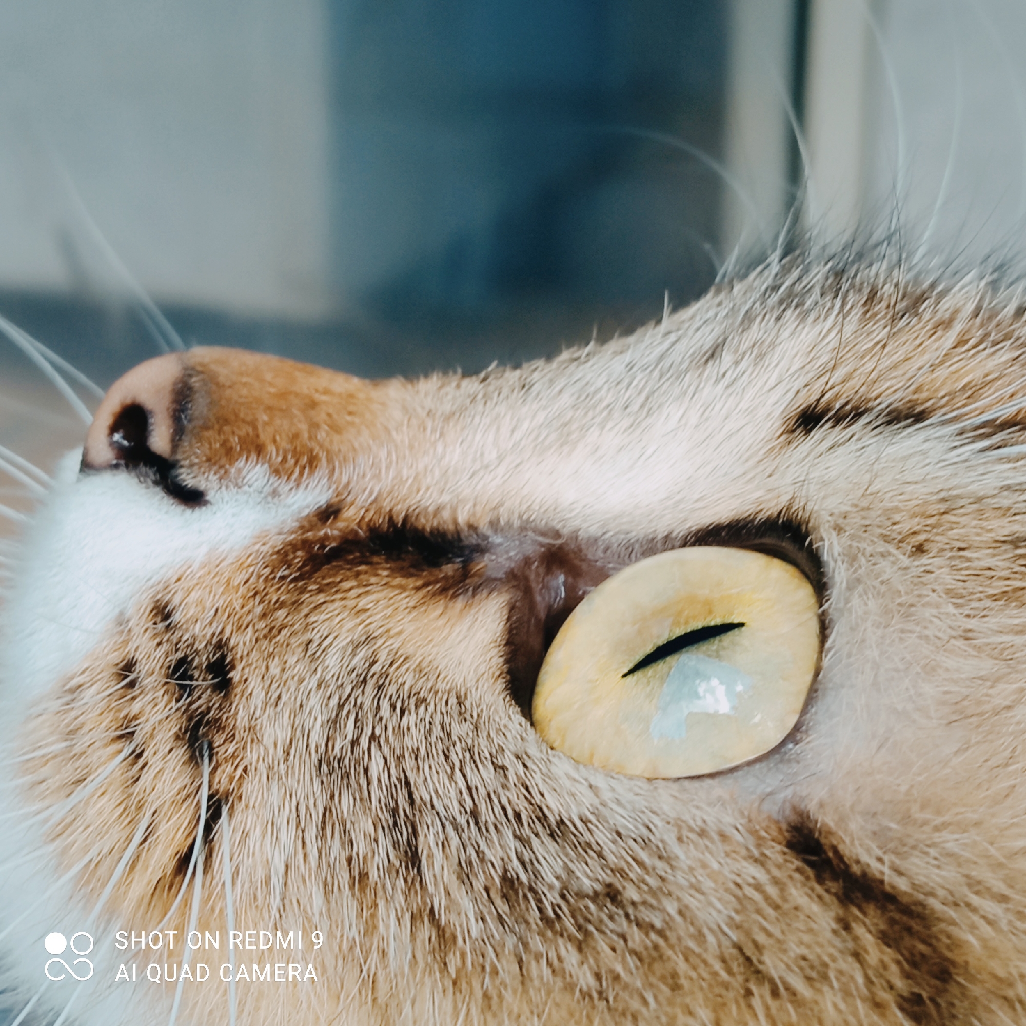 A close-up, eye-level, full shot shows the head of a domestic cat. The cat is facing left, with its right eye prominently in focus and its nose to the left. The eye is a light yellow-green with a vertical black pupil and a lighter blueish reflection. The cat's fur is a mix of light brown, cream, and black stripes. White whiskers extend from its nose. The background is blurred and appears to be a soft, grayish-blue, possibly a window or wall. The bottom left corner of the image displays a watermark in white text: "SHOT ON REDMI 9 AI QUAD CAMERA". There is no indication of Chaikovsky, Russia, or any urban environment.