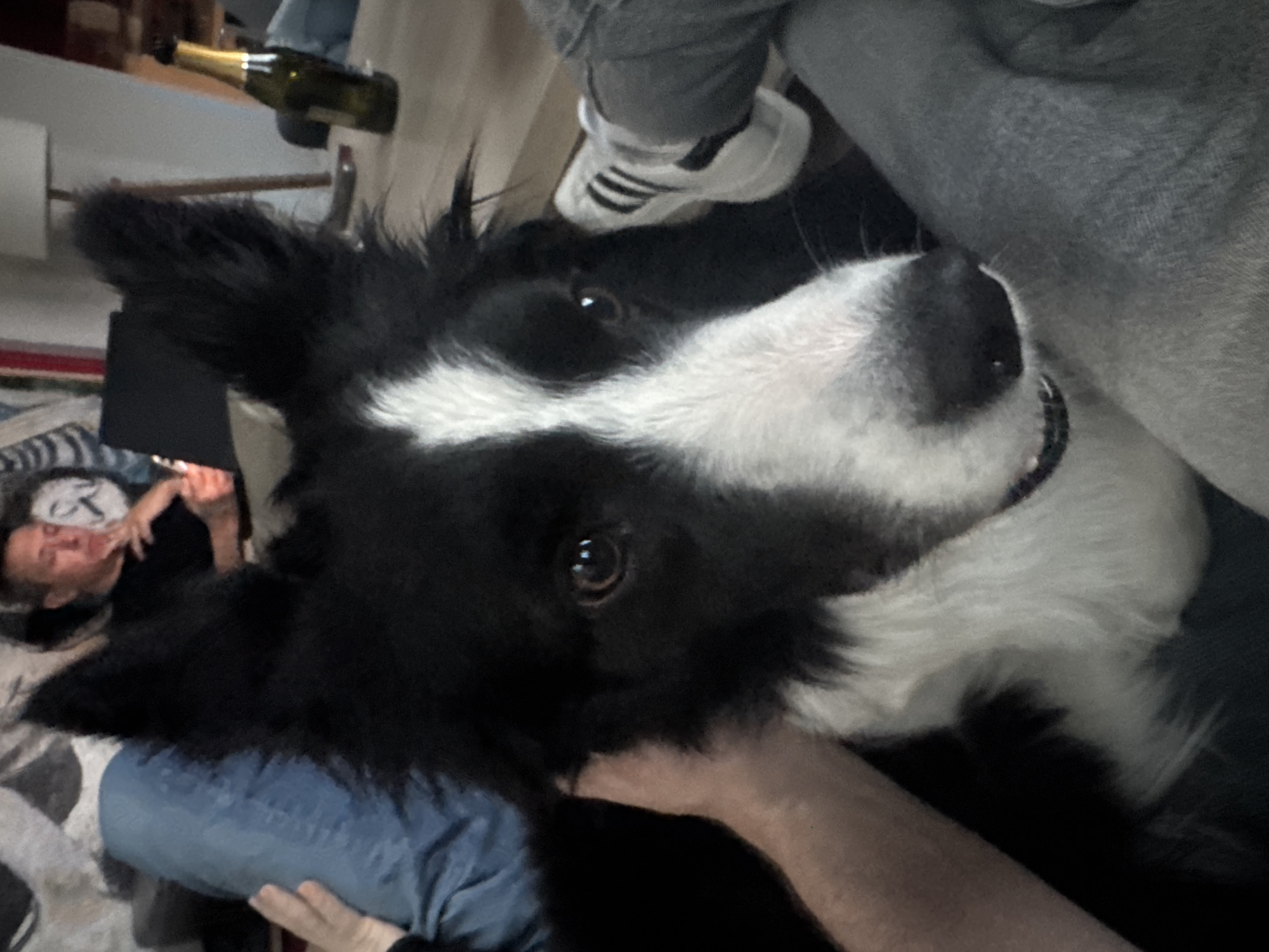 The image depicts a black and white Border Collie dog in close-up. The dog is being held or petted by a person wearing a light-colored, long-sleeved shirt or jacket. A person lying on a patterned surface is partially visible in the background to the left, with their face visible. A bottle of what appears to be champagne is partially visible in the upper left corner. Another person's leg, wearing a grey pant leg and Adidas shoe, is also present in the image. The environment suggests an indoor setting, potentially a living room. There is no information to determine if this image was taken in the city of Sofia, Bulgaria.