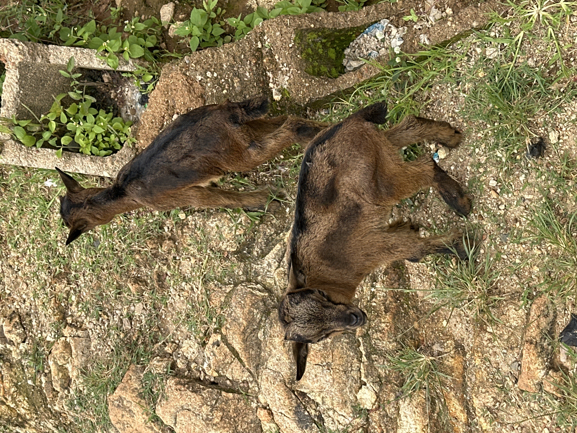 The image shows two young goats lying on the ground. The goats are brown with darker markings. They are lying down, with their legs stretched out. One goat is facing to the left, and the other is facing to the right. The ground is covered in dirt, rocks, and patches of grass. There is also some debris, including a broken concrete block and some white plastic. The scene appears to be outdoors in a rural or semi-rural setting. The lighting suggests it is daytime, and the weather appears to be dry. The overall impression is one of a natural, albeit somewhat unkempt, environment. There is no visible text in the image.