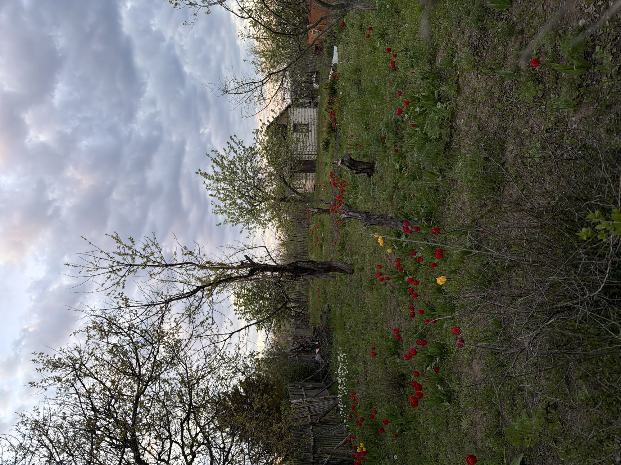 The image depicts a landscape in Nizhnyaya Lipovka, Russia. A small, white brick house is visible in the mid-ground, surrounded by a field of grass interspersed with red and yellow tulips. Bare trees and trees with budding green leaves are scattered throughout the scene. A wooden fence partially obscured by foliage runs along the bottom of the frame. The sky is overcast with layered clouds.