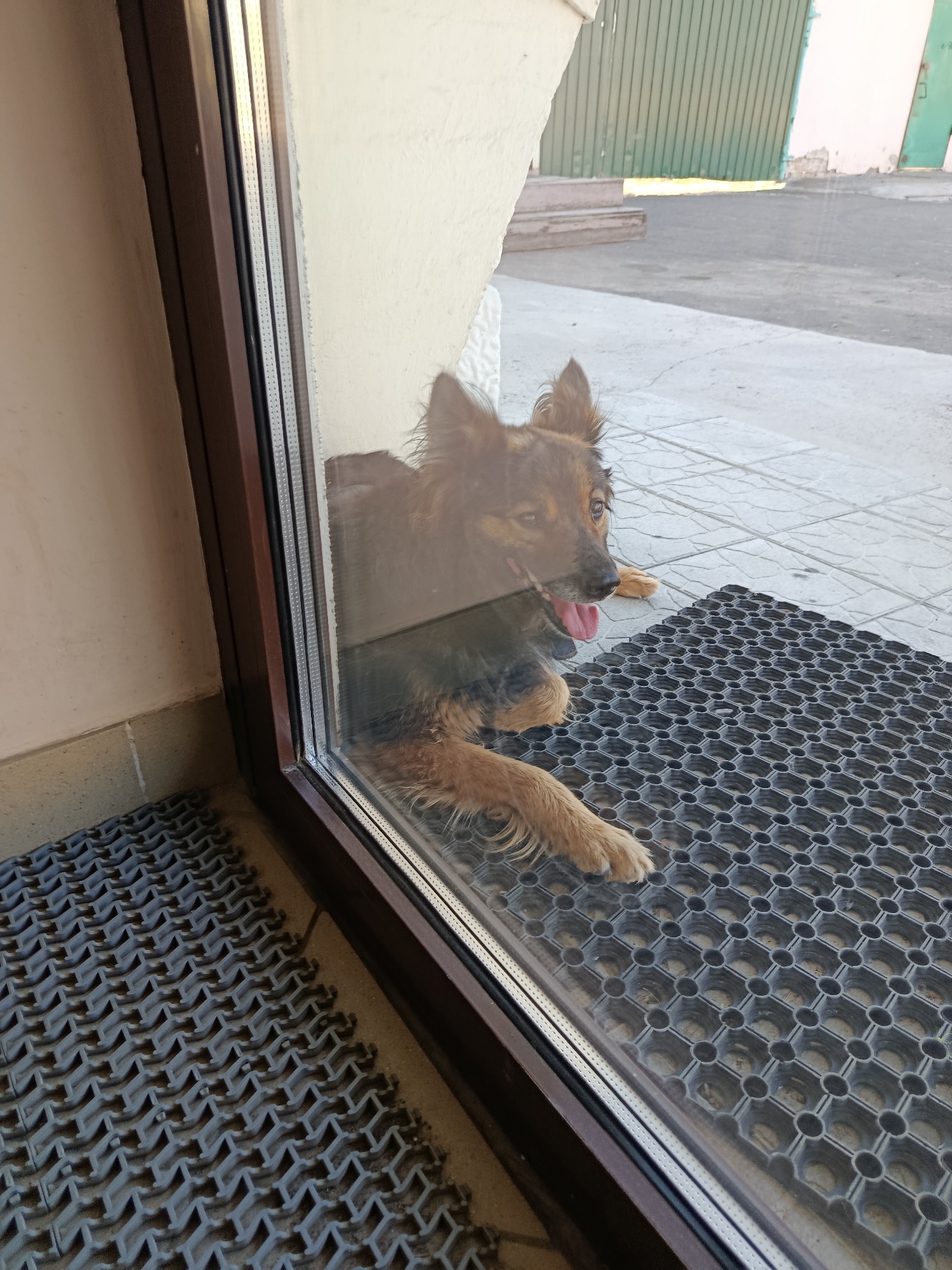 A medium-sized dog with brown and black fur lies on a black mat outside a building. The dog is looking to the right with its tongue slightly out. It is lying down with its front paws extended. The dog is viewed through a glass door or window, which reflects some of the surroundings. The building has a light-colored wall and a brown door frame. In the background, there is a grey paved area and a green corrugated metal gate. The location is identified as Svietlahorsk, Belarus.