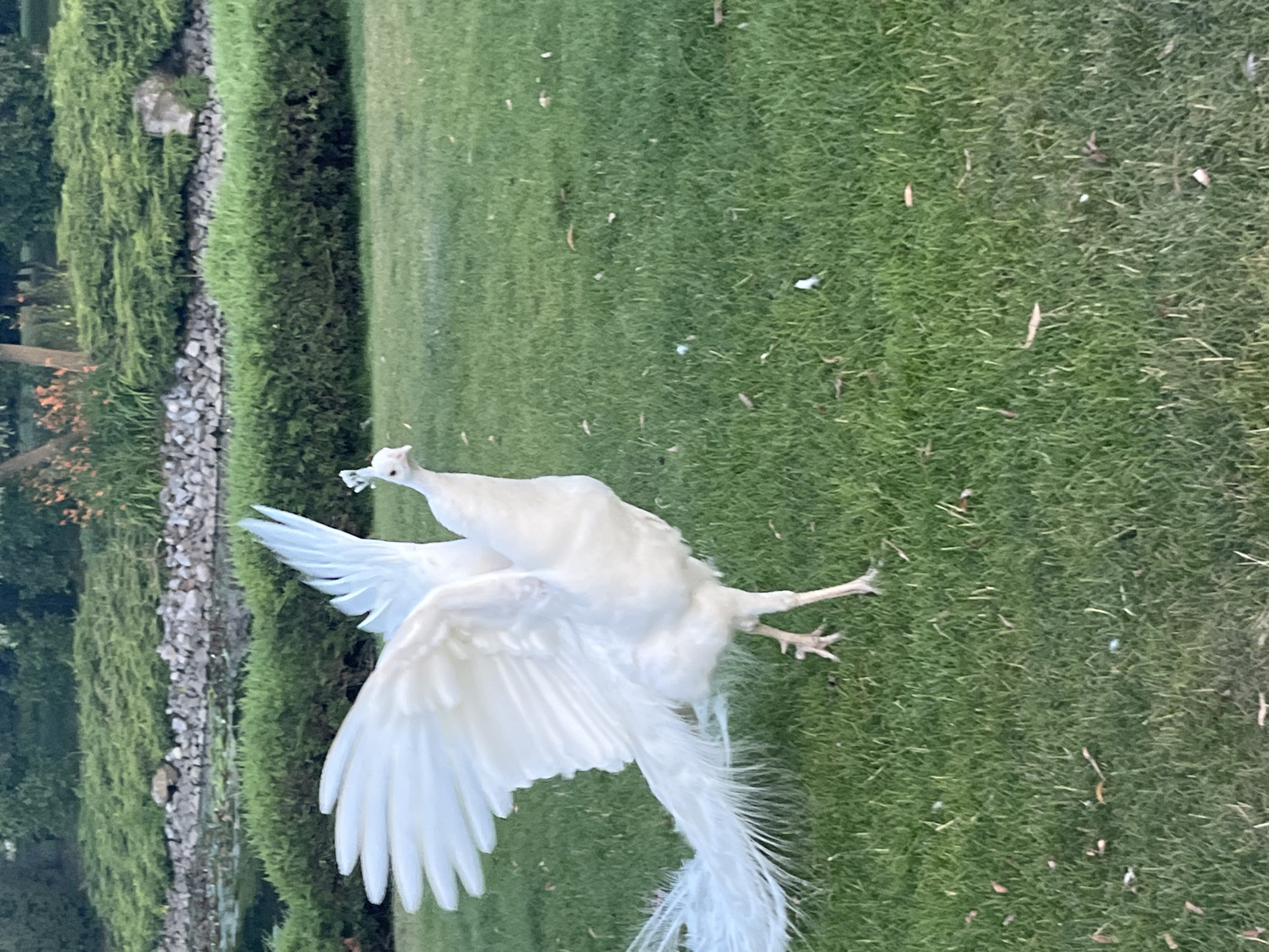 An albino peacock is captured mid-stride on a meticulously manicured lawn. Its wings are spread wide, displaying the intricate feather structure and brilliant white plumage. The peacock's head is turned slightly to the right, with a delicate crest adorned atop its head. Its long, elegant tail feathers trail behind it, fanning out across the grass. The background features lush green bushes and a tranquil body of water, suggesting a park-like setting. The lighting indicates it's daytime, likely late afternoon, with soft shadows cast on the grass. The scene evokes a sense of natural beauty and serenity. This specific location in Dnipro, Ukraine, is identified as the Dnipro National Botanical Garden.