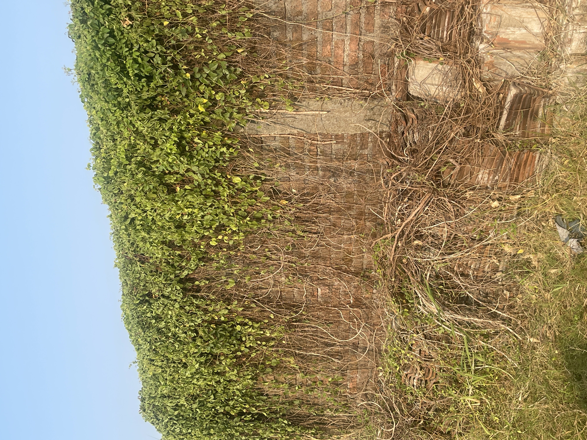 The image depicts a brick wall covered in dense green ivy, with dried vines and grass growing at its base. The sky above is clear and blue. The wall appears to be part of an outdoor structure, potentially in a neglected or overgrown area. There are no people or animals visible in the scene. The overall impression is one of natural overgrowth reclaiming a man-made structure.