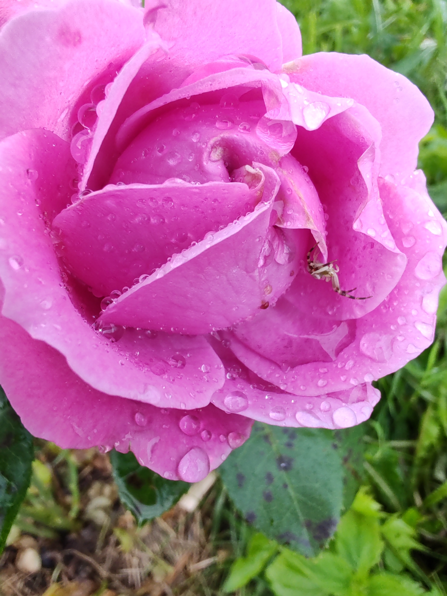 A close-up, eye-level, vertical shot features a dew-kissed pink rose in the foreground, its petals layered and glistening with numerous water droplets. A small, pale spider with dark markings is visible on one of the inner petals. The background consists of blurred green foliage and dark soil, suggesting an outdoor garden setting. The image was captured in the city of Chukhloma, Russia.