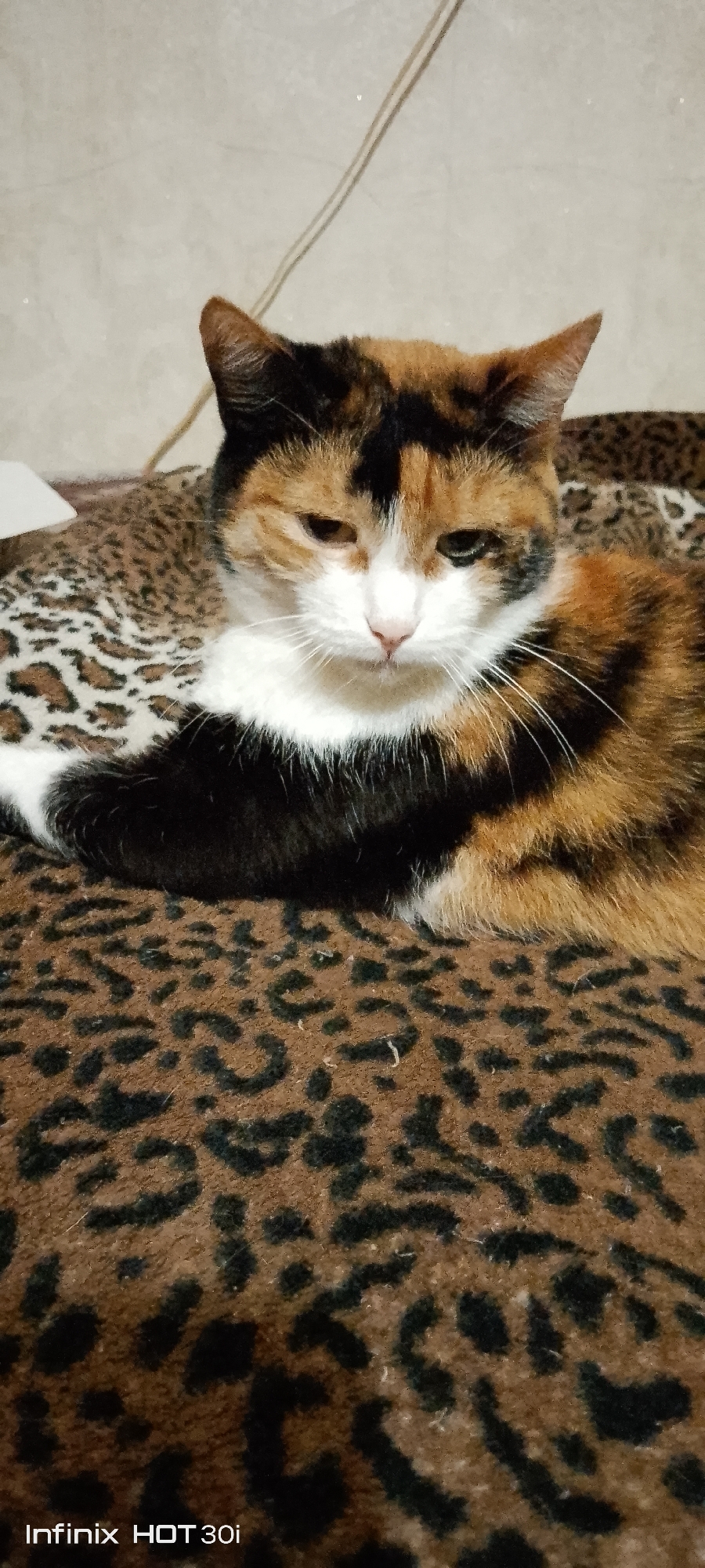 A calico cat with a white chest and black and orange markings rests on a leopard-print blanket. The cat's face is visible, with its eyes partially closed. The background is out of focus and appears to be a textured wall. The Infinix HOT 30i watermark is visible in the bottom left corner. There is no information available to determine the location in the city of Kedrovy, Russia.