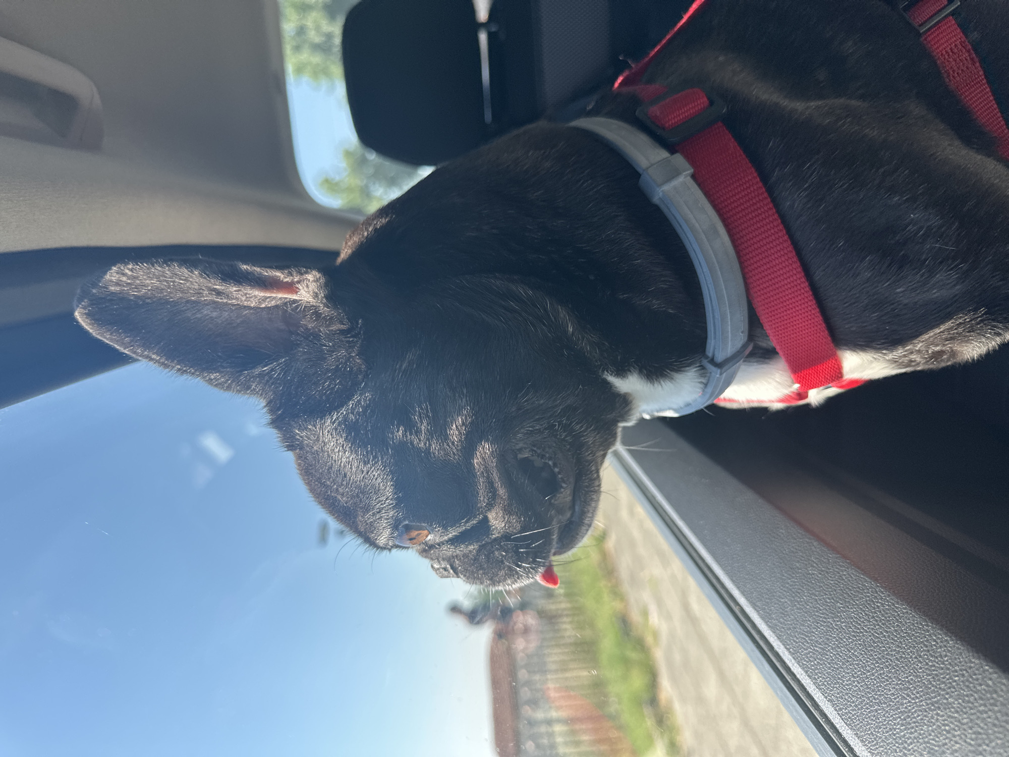 A black and white French bulldog is looking out a car window. The dog is wearing a red harness and a grey collar. Its tongue is sticking out of its mouth. The window shows a blurred view of a street with buildings and trees. The sky is blue and clear. The image was taken in Pesnopoy, Bulgaria.