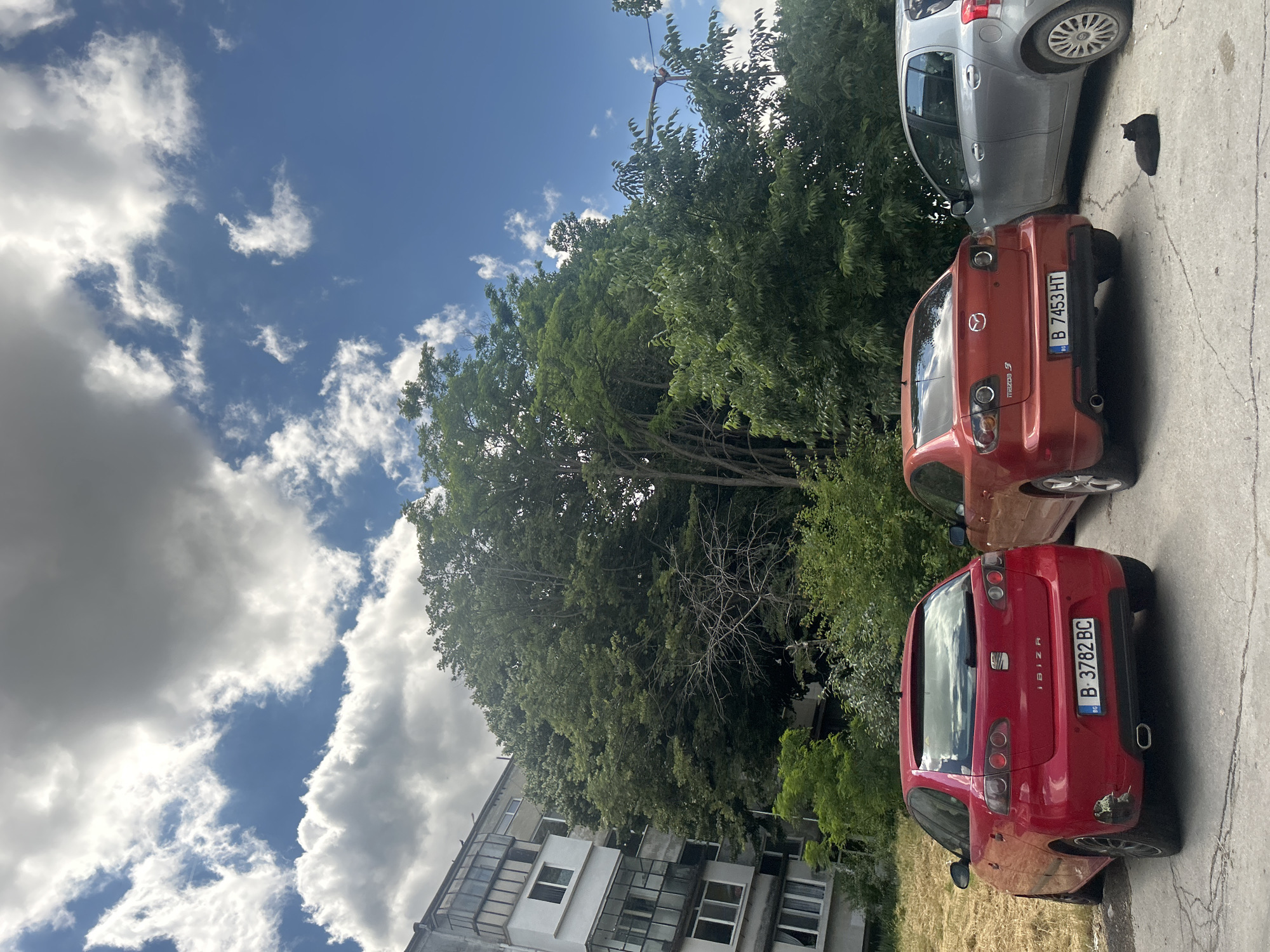 In Varna, Bulgaria, a street scene unfolds beneath a partly cloudy sky. Three parked cars are the central focus: a red SEAT Ibiza on the left, an orange Mazda 3 in the middle, and a silver Toyota Yaris on the right. The Ibiza exhibits visible damage to its rear bumper. A black cat is lounging on the pavement between the Mazda and the Toyota. Behind the vehicles, a tall, dense green tree dominates the mid-ground, partially obscuring an adjacent residential building. The building is a multi-story structure with a mix of balconies and windows. The foreground consists of a concrete surface with visible cracks, and a dry, grassy area is present to the left of the red car. The scene appears to be a residential street or parking area.