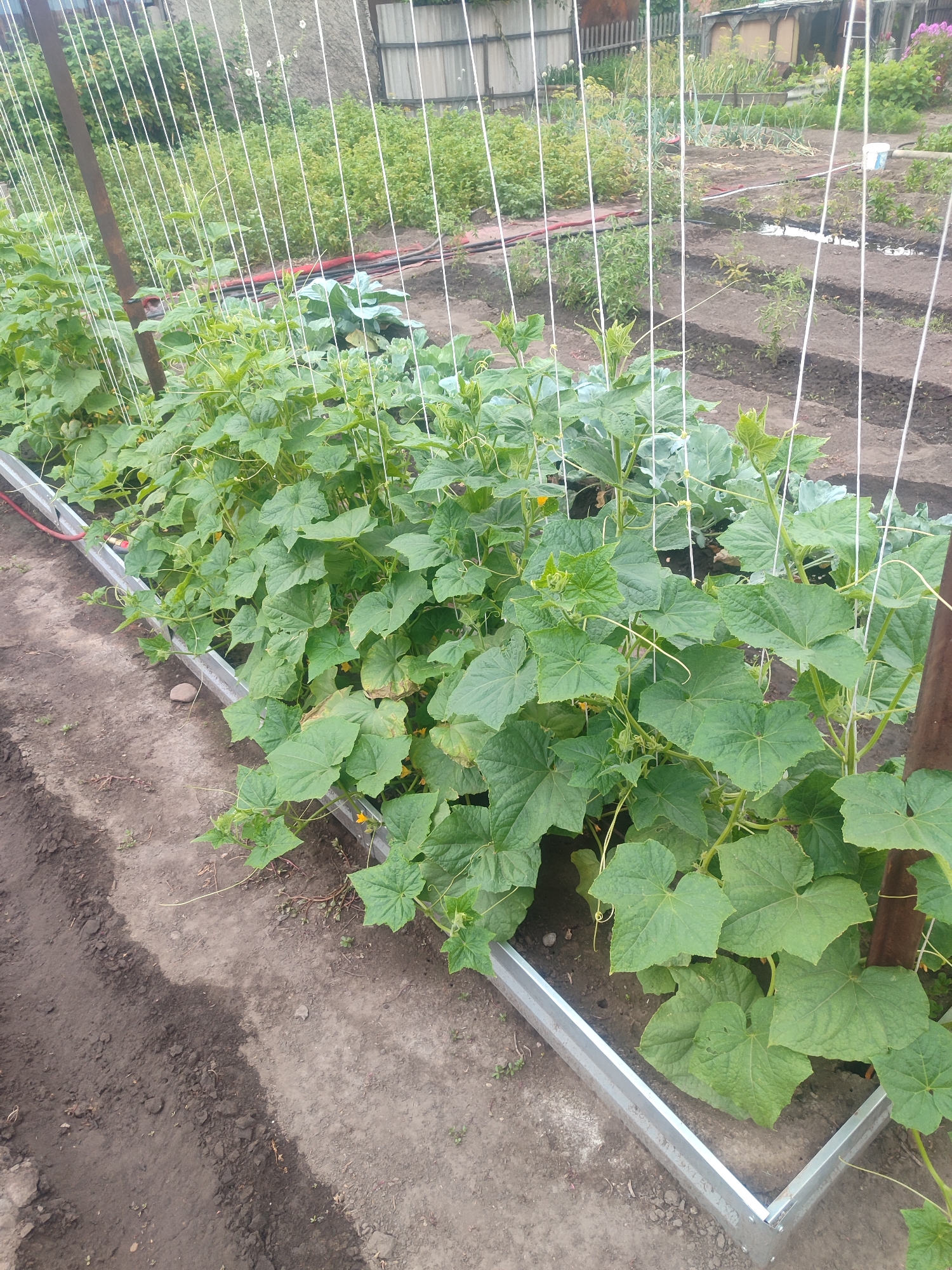 The image shows a row of thriving cucumber plants growing in a garden bed. The plants are supported by a metal frame and white strings that run vertically, guiding their growth upwards. The cucumbers have large, green leaves and some small yellow flowers are visible, indicating that the plants are in their flowering stage and likely producing fruit. The garden bed is made of metal edging, and the surrounding soil appears dark and rich. In the background, other garden elements are visible, including what appear to be cabbage plants, a wooden fence, and a small building, suggesting a residential or agricultural setting. The overall impression is one of a well-maintained garden in an outdoor environment. This scene is located in the city of Oskemen, Kazakhstan.