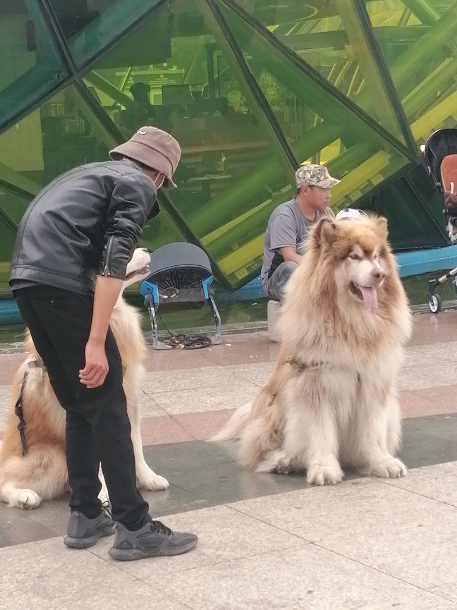 A medium shot shows two large dogs, likely Alaskan Malamutes, on a paved walkway in front of a building with a distinctive green, geometric facade. One dog is in the foreground, sitting with its tongue out and looking to the right. It has thick, light brown and cream-colored fur. Behind this dog, and to the left, a person wearing a dark jacket, black pants, and a light-colored bucket hat is bending over, appearing to interact with another dog that is partially visible. This second dog is also large and has lighter fur. To the right of the first dog, a person wearing a grey t-shirt and a camouflage baseball cap is sitting down, facing left. In the background, a blue stroller-like object is visible, and part of a white stroller is on the far right. The overall environment suggests an urban setting, possibly a park or public square. There is no information in the image to suggest the location is Da Lat, Vietnam.
