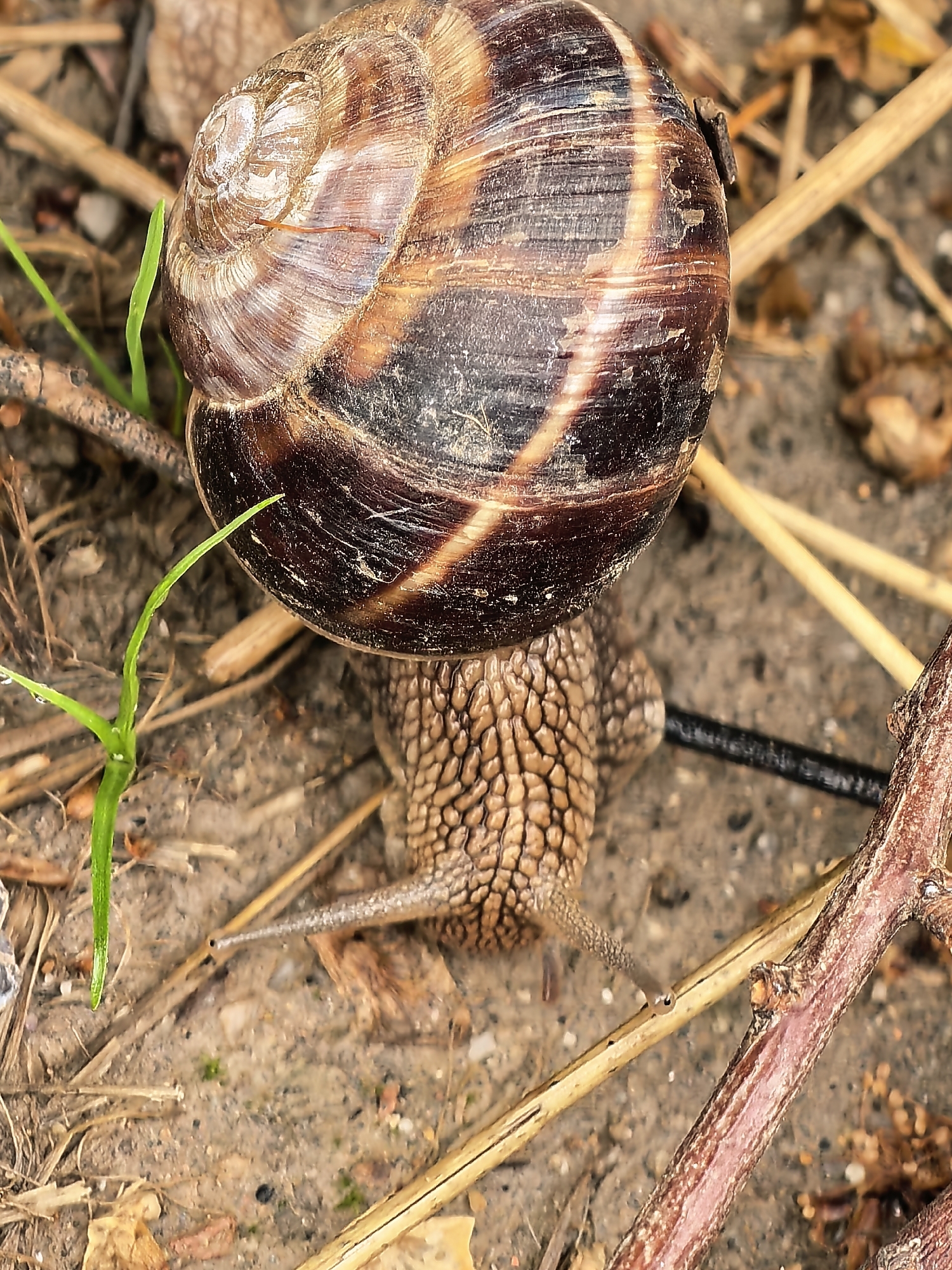 A close-up, top-down view captures a large land snail slowly moving across a natural ground surface. The snail, the primary subject, is prominent in the upper half of the image, showcasing its intricate, spiral shell. The shell is predominantly dark brown with lighter, spiraling tan or beige bands, showing some signs of wear, dirt, and minor imperfections. Its textured, earthy-toned body, covered in a pattern of small, irregular bumps, is partially visible beneath the shell, extending forward. Two of its prominent eyestalks (tentacles) are extended forward and slightly downwards, with small eyes visible at their tips.
The snail is positioned on a patch of uneven, light brown soil or dirt. Scattered across the ground are various natural elements: several thin, dried, light brown twigs or pieces of straw, and a thicker, reddish-brown branch or root that cuts diagonally across the lower right corner. A single, vibrant blade of green grass, dotted with what appear to be tiny water droplets or dew, stands out vertically to the left of the snail's shell. A dark, thin, cylindrical object, possibly a cable or a darker stick, is partially visible in the mid-ground behind the snail's body.
The lighting suggests a daytime setting, possibly under an overcast sky or in a shaded area, as there are no harsh shadows. The damp appearance of the grass hints at recent rain or morning dew. There are no people visible, nor any discernable text within the image. The scene conveys a quiet, natural moment of wildlife on the forest floor or in a garden.