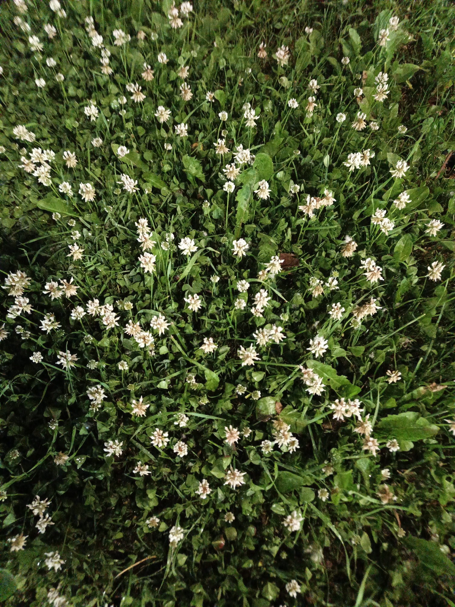 This is a top-down, medium-shot photograph of a patch of white clover flowers and green grass in Kalachevo, Russia. The flowers are small, with many delicate white petals, some of which are tinged with brown, indicating they may be past their prime. They are scattered throughout the frame, interspersed with lush green clover leaves and blades of grass. The lighting appears to be artificial, casting a slightly greenish hue over the scene and creating some shadows within the foliage. No people or specific actions are depicted. The environment is a natural ground cover, likely a lawn or meadow.