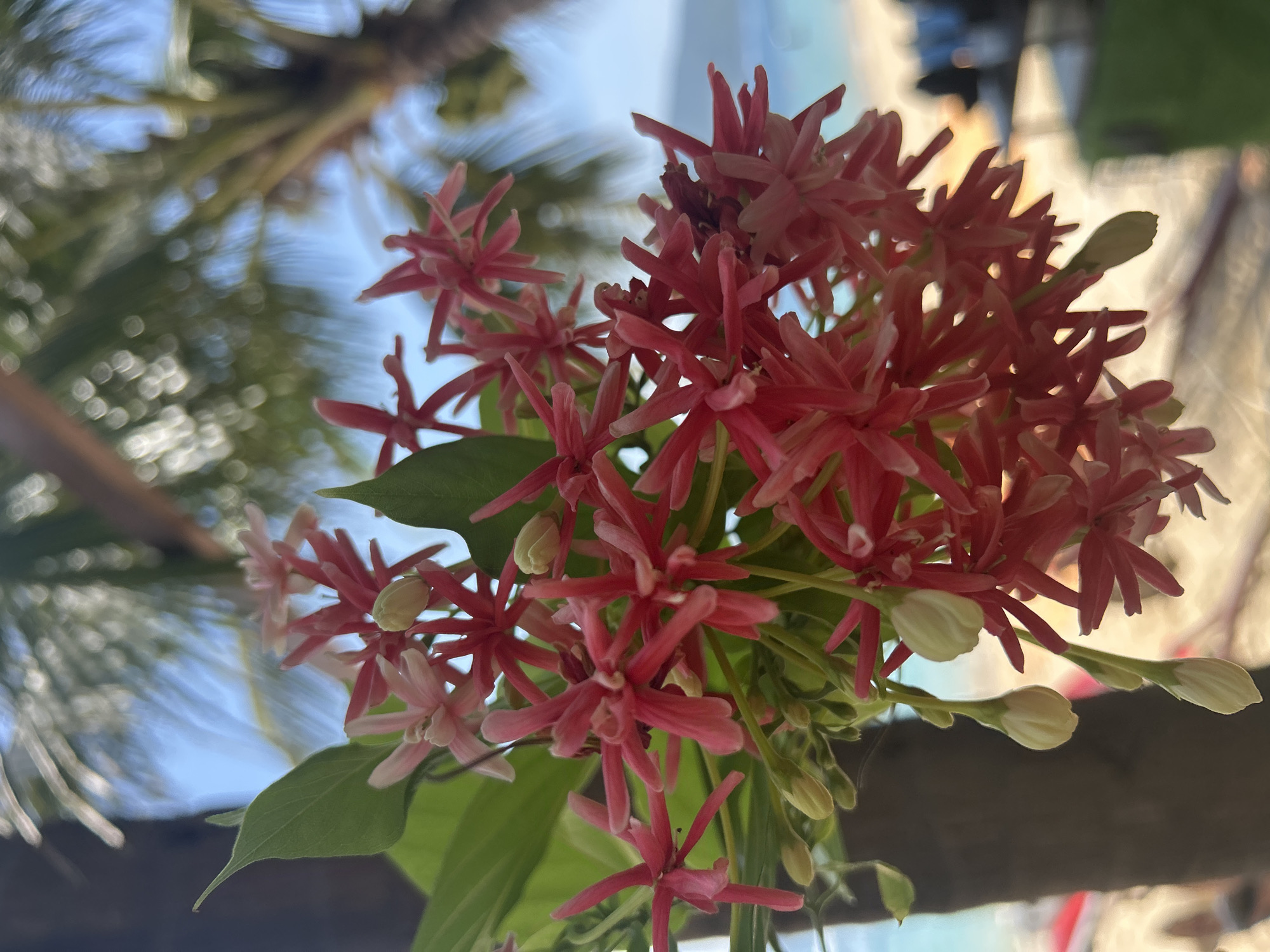 A close-up, vertical shot focuses on a cluster of small, star-shaped pink flowers with visible green leaves and pale yellow buds. The flowers are positioned in the foreground, slightly out of focus. In the background, the blurry image of a beach scene is visible, with the ocean and sky in the distance, suggesting a tropical coastal location. Palm tree fronds are blurred at the top of the frame, indicating the presence of palm trees. A dark, textured vertical object, likely a tree trunk, is partially visible on the left side of the image. The overall impression is of a bright, sunny day in a beachside resort.