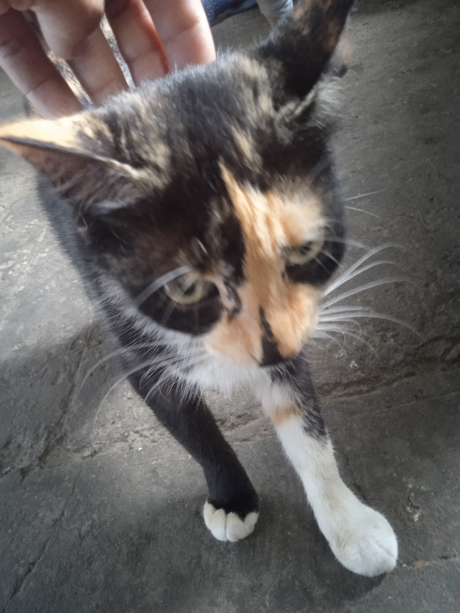 A calico cat is being petted by a hand. The cat is looking down and to the right, with its ears perked up and its whiskers fanned out. The cat has patches of black, orange, and white fur. The hand is gently stroking the cat's head. The scene appears to be outdoors, on a concrete surface. The lighting suggests it is daytime.