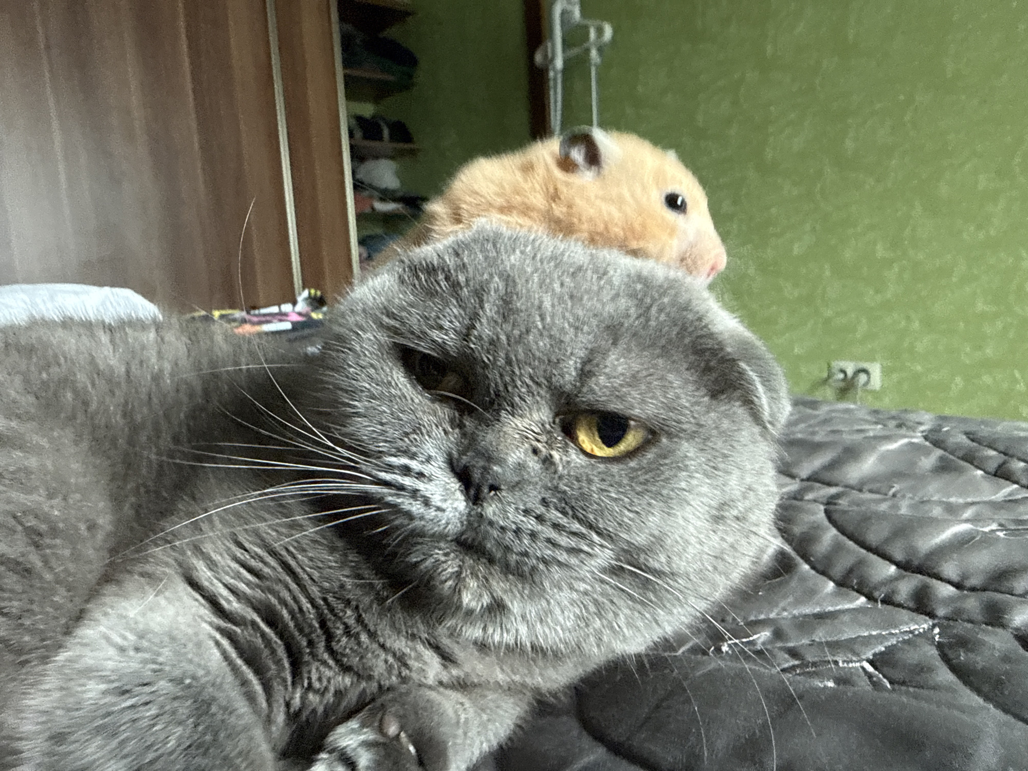 An up-close, eye-level, medium shot captures a grey Scottish Fold cat lying on a quilted, dark grey surface, likely a bed. The cat's face, angled slightly to the right, is in sharp focus, revealing its yellow eyes, prominent white whiskers, and folded ears. Behind the cat, and slightly out of focus, a light brown hamster with dark eyes is visible, its head positioned just above the cat's back. The background is a blurry green wall with a white electrical outlet visible. To the left, a wooden wardrobe and a shelf unit with various items are partially visible. The overall lighting suggests an indoor setting. The location within the city of Pastavy, Belarus, is not discernible from the image.