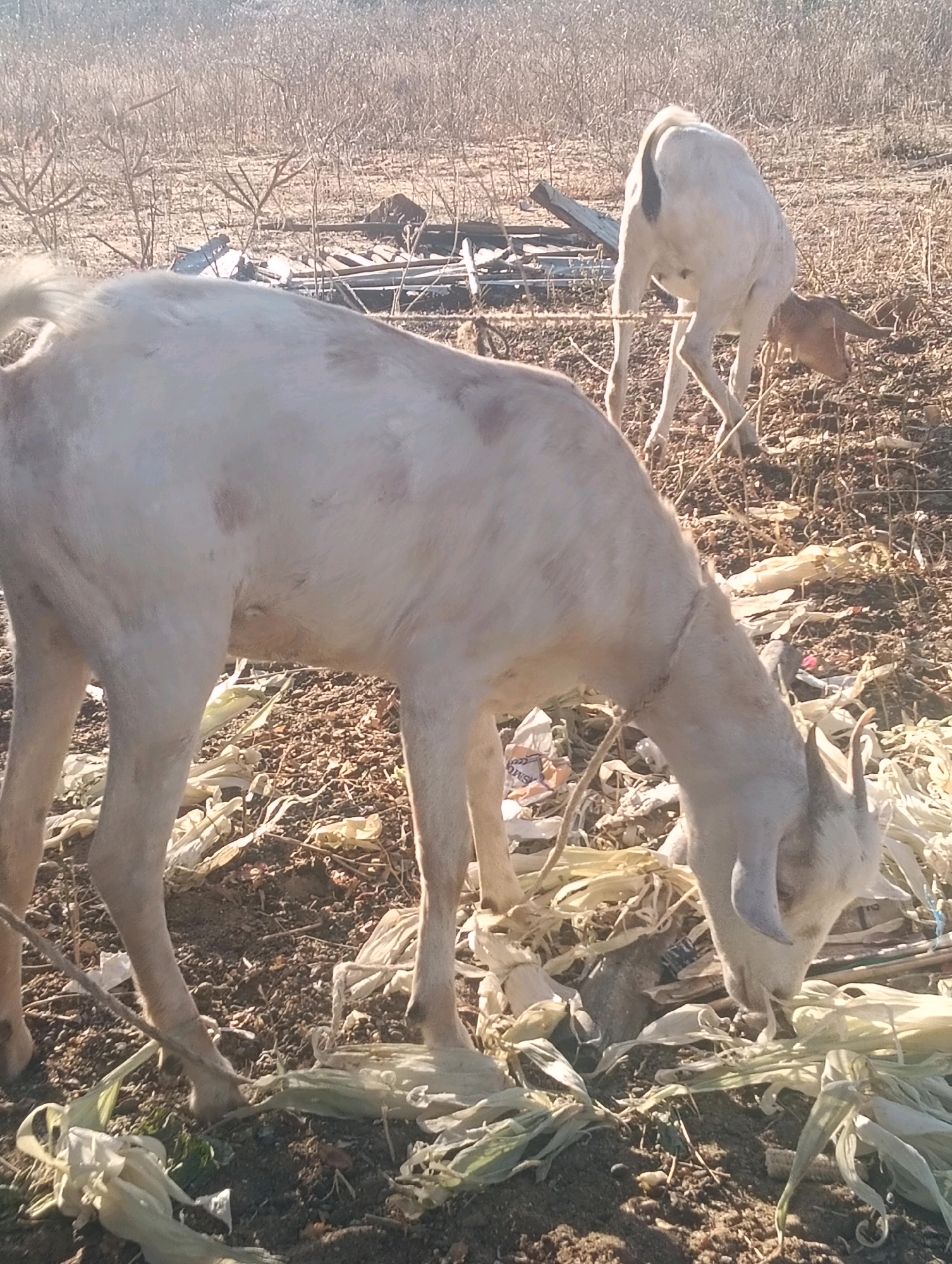 In the city of Mutitu, Kaliku ward, Kenya, two goats are present in an outdoor environment. The goat in the foreground is white with some brown markings and is facing to the right, with its head down grazing on dried plant material and scattered plastic debris. Its tail is raised. The second goat, located in the background and slightly to the right, is also white with a dark marking on its rear. It is also facing to the right and appears to be grazing or scavenging. The ground is covered with dry vegetation, dirt, and various pieces of trash, including plastic bags and what appears to be dried corn husks. In the background, there are dry shrubs and some dilapidated wooden structures or debris. The lighting suggests it is daytime, possibly late afternoon, with the sun casting shadows.
