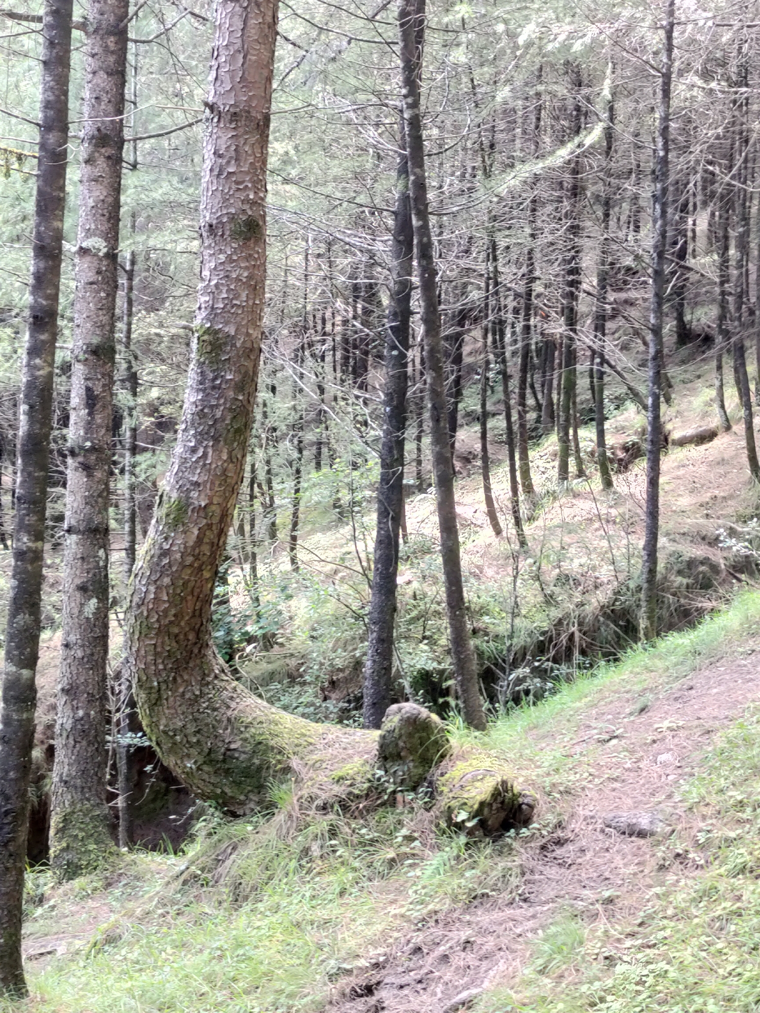 An outdoor shot shows a forest with tall, thin trees. The ground is covered with grass and fallen leaves, and a narrow path winds through the trees. One tree in the foreground is bent at a sharp angle, with its trunk extending horizontally for a distance before curving upwards. Moss grows on the trunk and on some of the fallen branches. The lighting is dim, suggesting an overcast day or dense canopy.