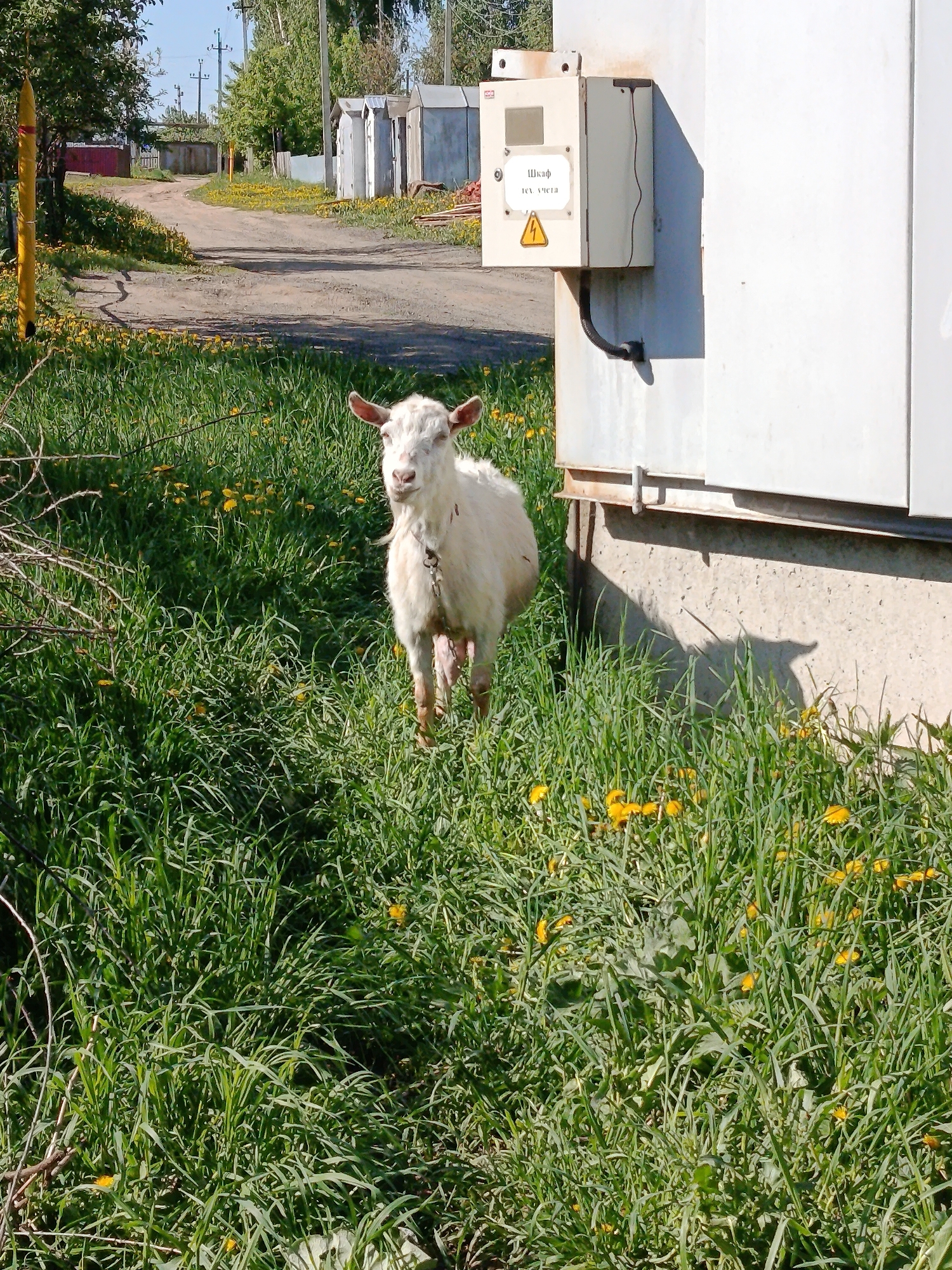 A white goat stands in tall grass with yellow dandelions near a metal utility box in Фоки, Russia. The utility box has a warning sign in Russian. A dirt road runs parallel to a row of metal garages in the background. Trees and shrubs are visible along the road.