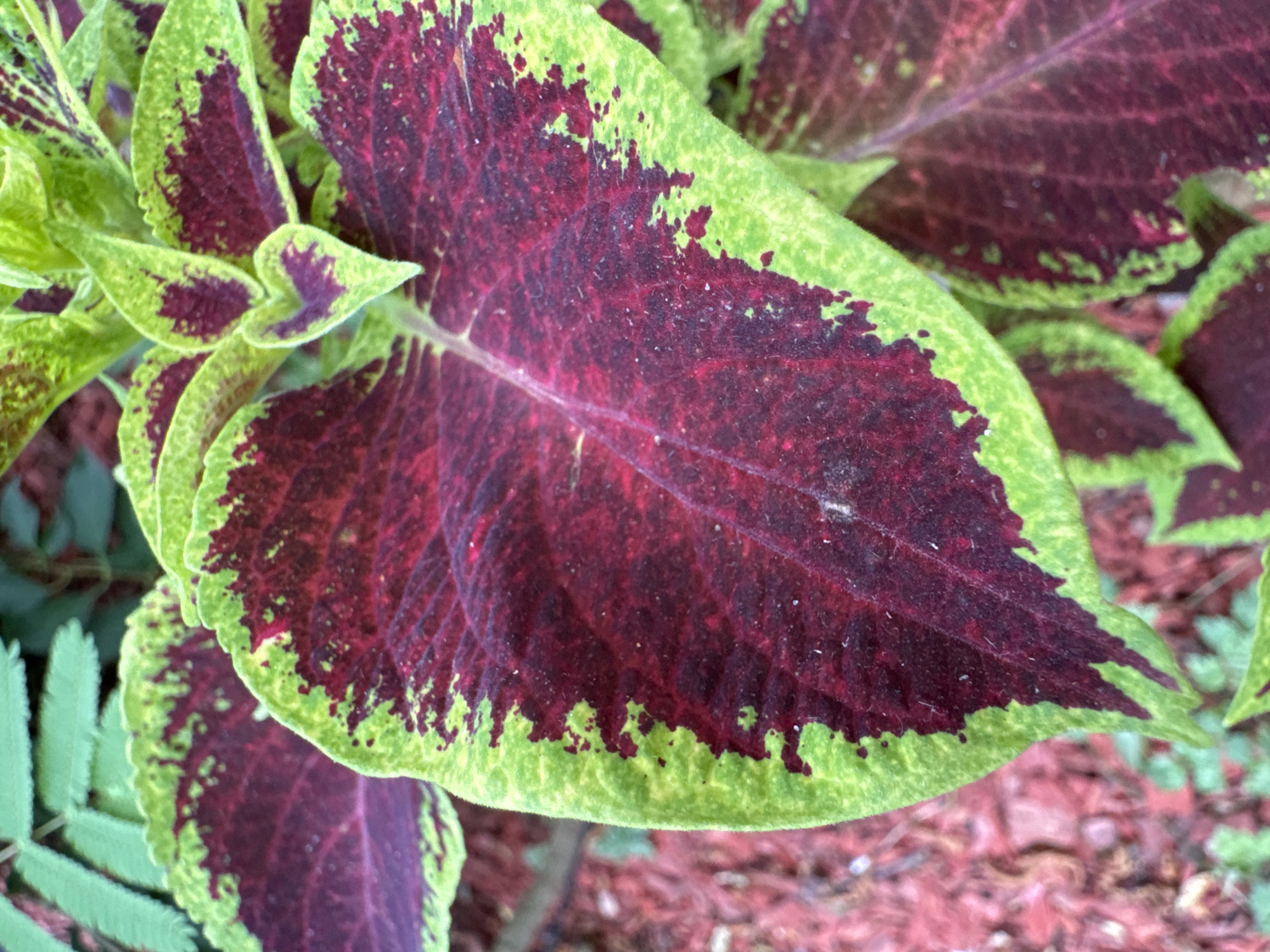 This is a close-up, high-angle, full-frame photograph of a plant with large, heart-shaped leaves. The leaves exhibit a striking bicolor pattern: a deep maroon or burgundy center with a vibrant lime green margin that is scalloped and irregular. The texture of the leaves appears slightly fuzzy, and fine white dust is visible on the surface of the maroon areas. The plant is situated outdoors, with the background composed of reddish-brown mulch and some out-of-focus green foliage. There are no people or animals present in the image. The lighting suggests it is daytime, with soft shadows indicating an overcast sky or a shaded location. The image does not contain any identifiable landmarks or elements that would indicate its specific location within Frankfurt, Germany.
