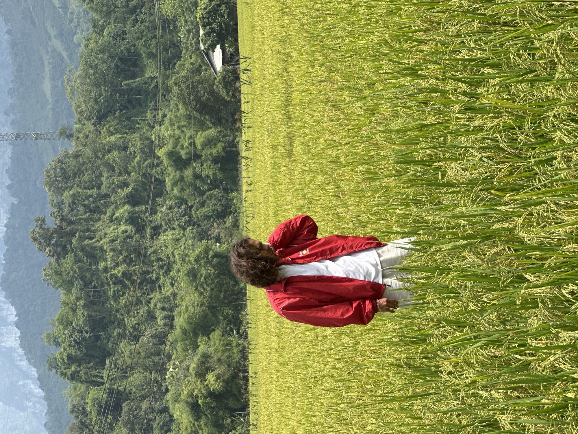 This media file captures a person standing amidst a vast, vibrant rice field under clear daylight. The person, viewed from the back-left, has curly dark hair and is dressed in a bright red jacket over a white t-shirt and light-colored pants. They are positioned centrally within the frame, looking towards the left.
The rice field, stretching across the foreground and mid-ground, displays a mix of rich green and golden-yellow hues, indicative of a crop nearing harvest. In the background, majestic green mountains covered in dense foliage rise, forming a serene backdrop. A small, light-colored building is partially visible among the trees in the mid-ground on the left side. Overhead, power lines and a distinctive metal lattice tower structure are discernible, traversing the mountainous landscape. The scene conveys a sunny day in a rural and agricultural setting, consistent with its location in Ngọc Đường Commune, Vietnam. A small white logo is present on the left chest of the person's jacket, but no specific text is legible.
