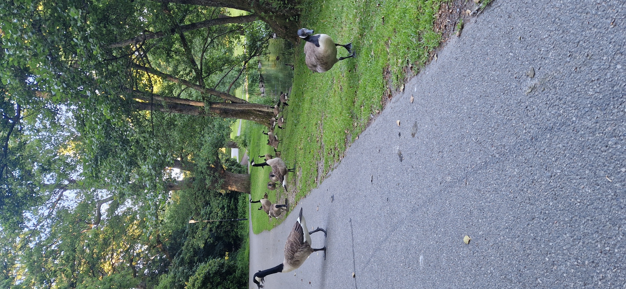 The image depicts a park scene in Gothenburg, Sweden, featuring a paved pathway and a grassy area adjacent to a body of water. Several Canada geese are present: one is walking on the pathway in the foreground, its beak open; another is standing on the grass to the right, facing forward; and a larger flock is gathered on the grass near the water's edge, with some appearing to be feeding or resting. The environment is characterized by lush green grass, mature trees providing shade, and the calm surface of the water. A lamppost is visible in the background along the pathway. The overall impression is one of a tranquil natural setting within an urban park.