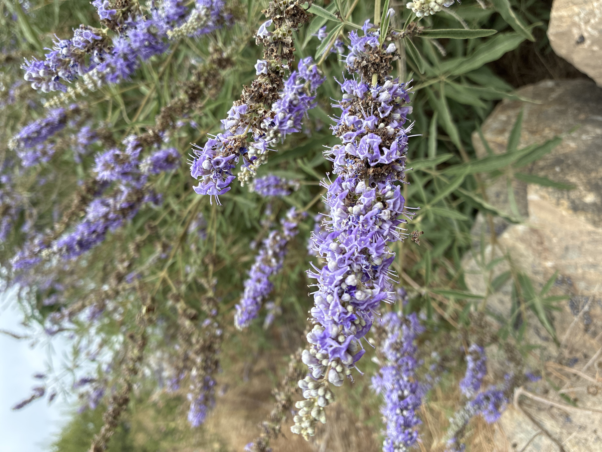 The image depicts a close-up view of a flowering plant with numerous small, purple blossoms clustered along its stems. The blossoms have delicate white stamens. Some of the flowers appear to be in various stages of bloom and decay. The plant is surrounded by other greenery and dried vegetation, suggesting an outdoor setting. In the foreground, there are large, rough-textured rocks. The background is blurred, showing more of the plant's foliage and a hint of an overcast sky. The scene is likely a garden or a natural landscape, possibly in a Mediterranean climate given the mention of Alanya, Turkey. There are no people or animals visible in the image.