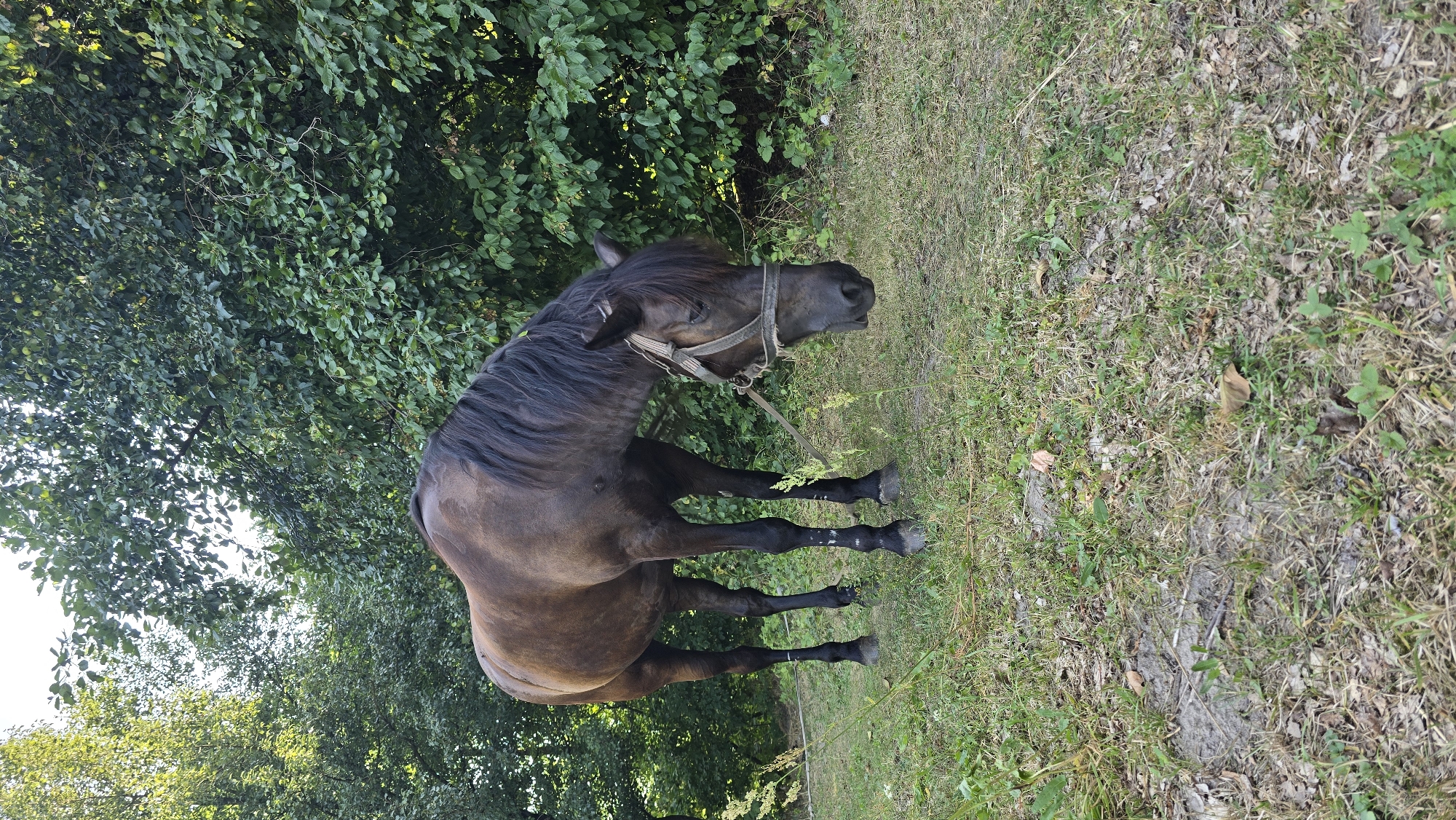 A brown horse with a dark mane stands in a grassy area in front of a dense line of green trees. The horse is facing to the right and is looking down as if grazing. It is wearing a bridle. The ground is covered with grass, fallen leaves, and some bare patches of earth. The background consists of the lush foliage of trees, with sunlight filtering through the leaves in some areas. The scene appears to be outdoors, possibly in a rural or park-like setting. There is no indication of the city of Priazhiv, Ukraine, in the image.