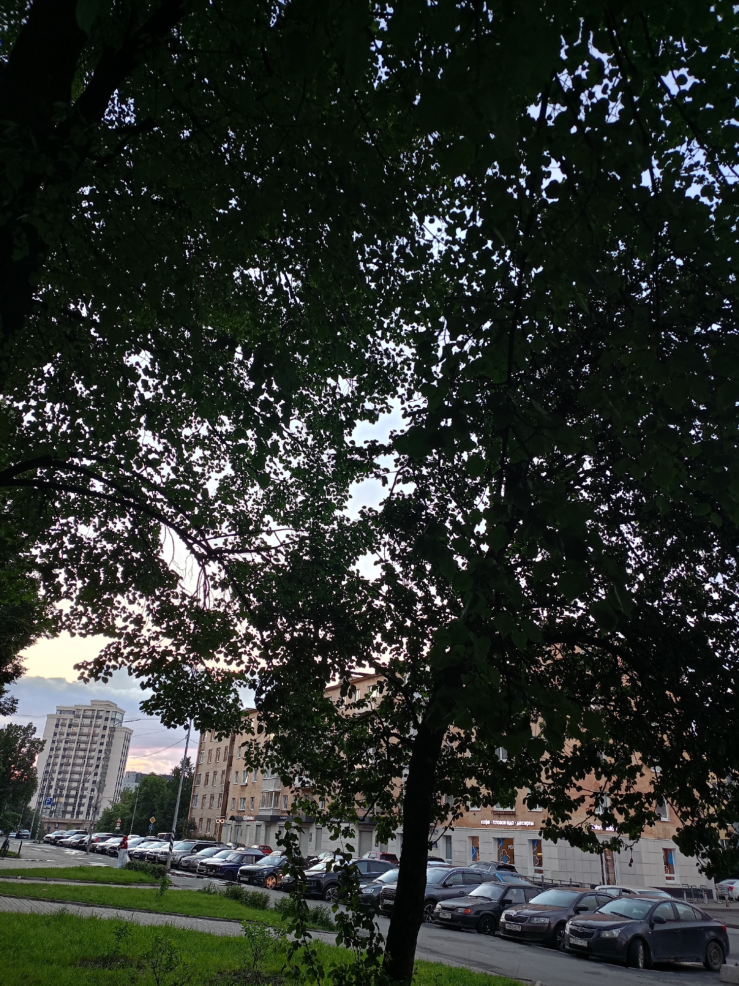A street scene in an urban environment is depicted, viewed from below through the dense foliage of trees. In the background, several buildings are visible, including a tall, modern high-rise with a light-colored facade and many windows. Adjacent to it is a lower, older building with a beige facade and multiple windows. A row of parked cars lines the street in front of these buildings. The sky above shows a mix of clouds and lighter areas, suggesting either dusk or dawn. The foreground is dominated by the dark silhouettes of tree branches and leaves, which partially obscure the view of the buildings and cars. The ground appears to be covered in green grass and a paved surface.