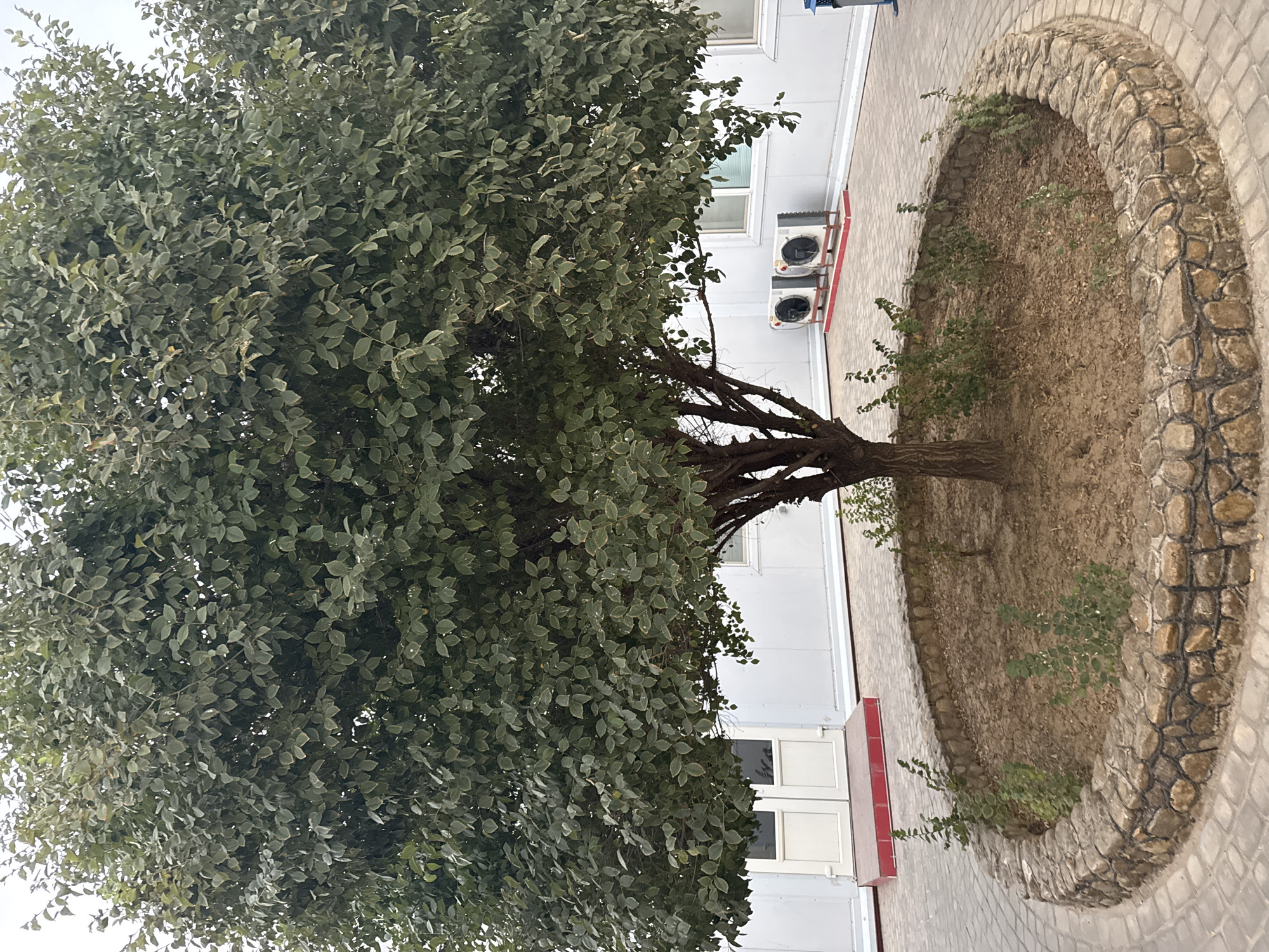 The image depicts an outdoor scene in Karlanin, Uzbekistan, featuring a mature tree with dense green foliage, centered within a circular stone-lined planter bed. The tree's trunk is visible, and the surrounding ground is covered in dry soil and a few small, leafy plants. Beyond the planter, a paved walkway made of interlocking bricks leads towards a white building with two doors. Two white outdoor air conditioning units are positioned on the ground to the right of the doors, mounted on red bases. The building appears to be constructed of modular panels. The sky above is overcast, suggesting a cloudy day. There are no people visible in the image.