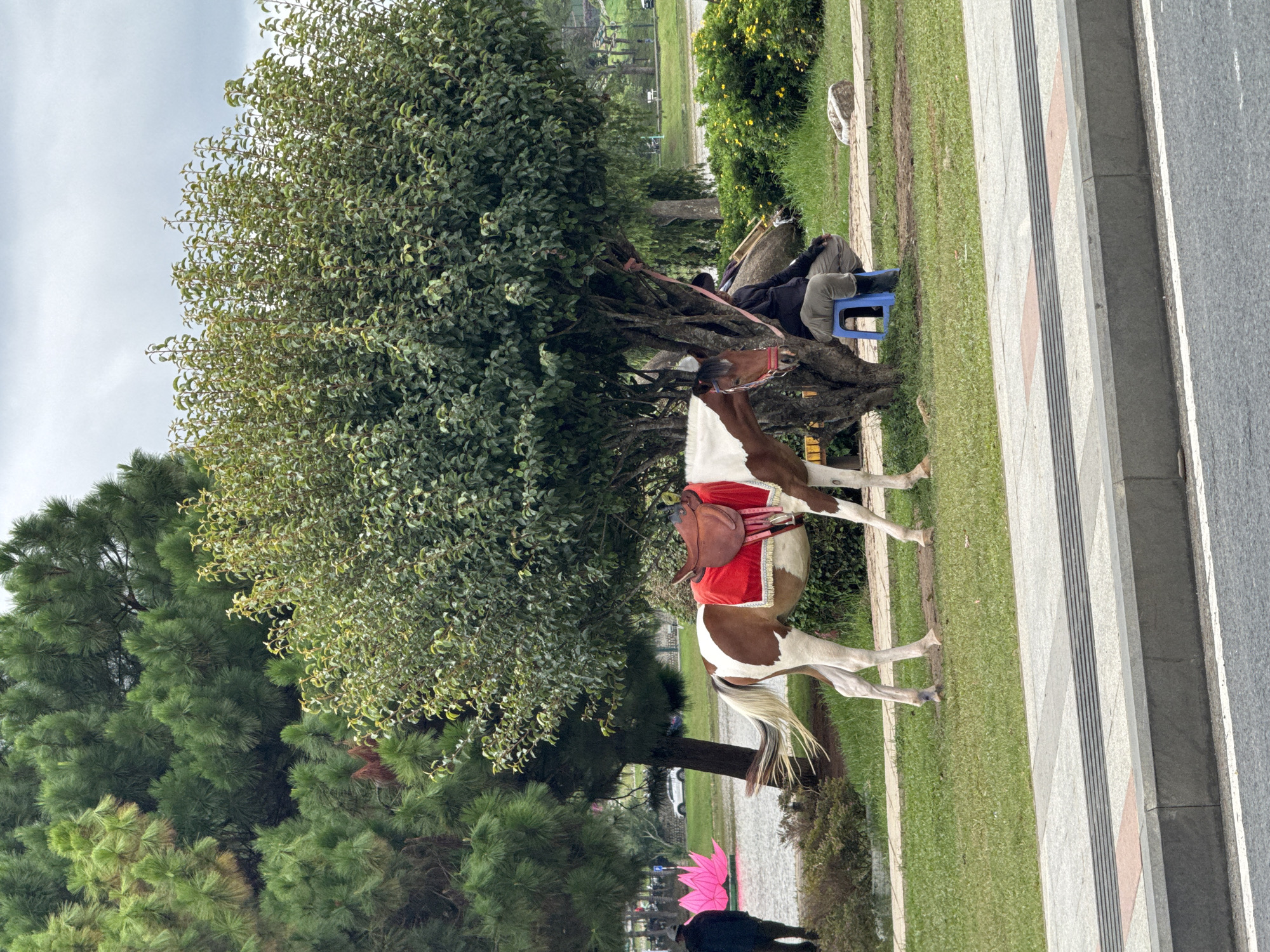 The image shows a horse standing on a grassy area adjacent to a sidewalk and road. The horse is brown and white with a red saddle blanket. A man is sitting on a blue plastic stool under a tree, appearing to be holding the horse's reins. The location is likely Da Lat, Vietnam, as suggested in the original prompt (though not directly apparent in the image). The scene appears to be a roadside rest stop for the horse, possibly used for tourist rides. There are trees and other vegetation in the background. A pink decoration is visible near the bottom. The scene is outdoors during the daytime, under an overcast sky.