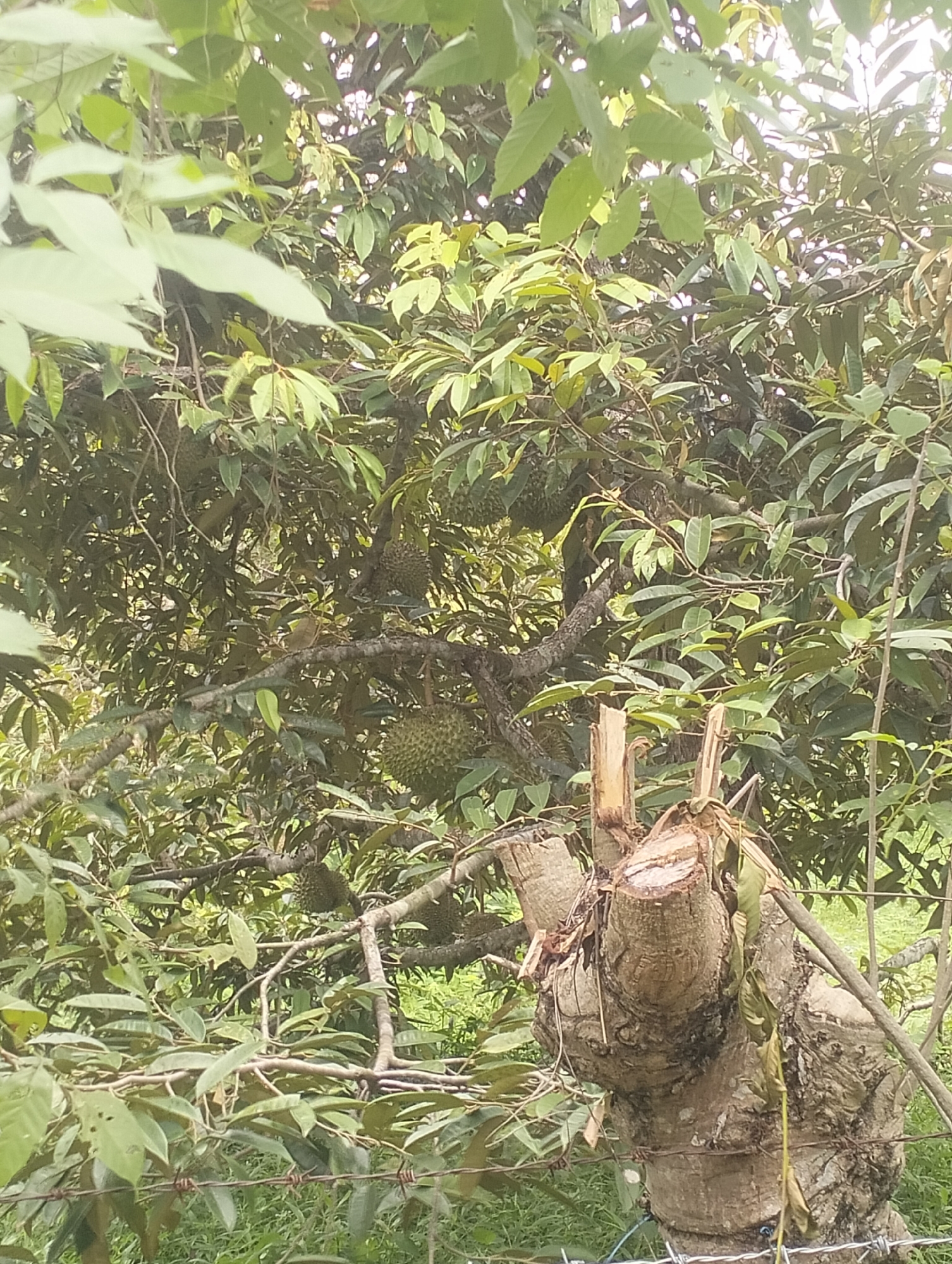 The image depicts a close-up of a durian tree laden with fruit, set against a backdrop of lush green foliage. The tree trunk in the foreground is thick and gnarled, with several branches extending upwards, supporting numerous durian fruits. Some of these fruits are clearly visible, their spiky exteriors hinting at the characteristic appearance of durian. The surrounding environment is dense with leaves, suggesting a tropical or subtropical climate. The presence of barbed wire in the foreground indicates a boundary or enclosure around the durian plantation. The lighting suggests an outdoor setting, likely during the daytime. The image is framed in a way that emphasizes the durian fruits and the texture of the tree.